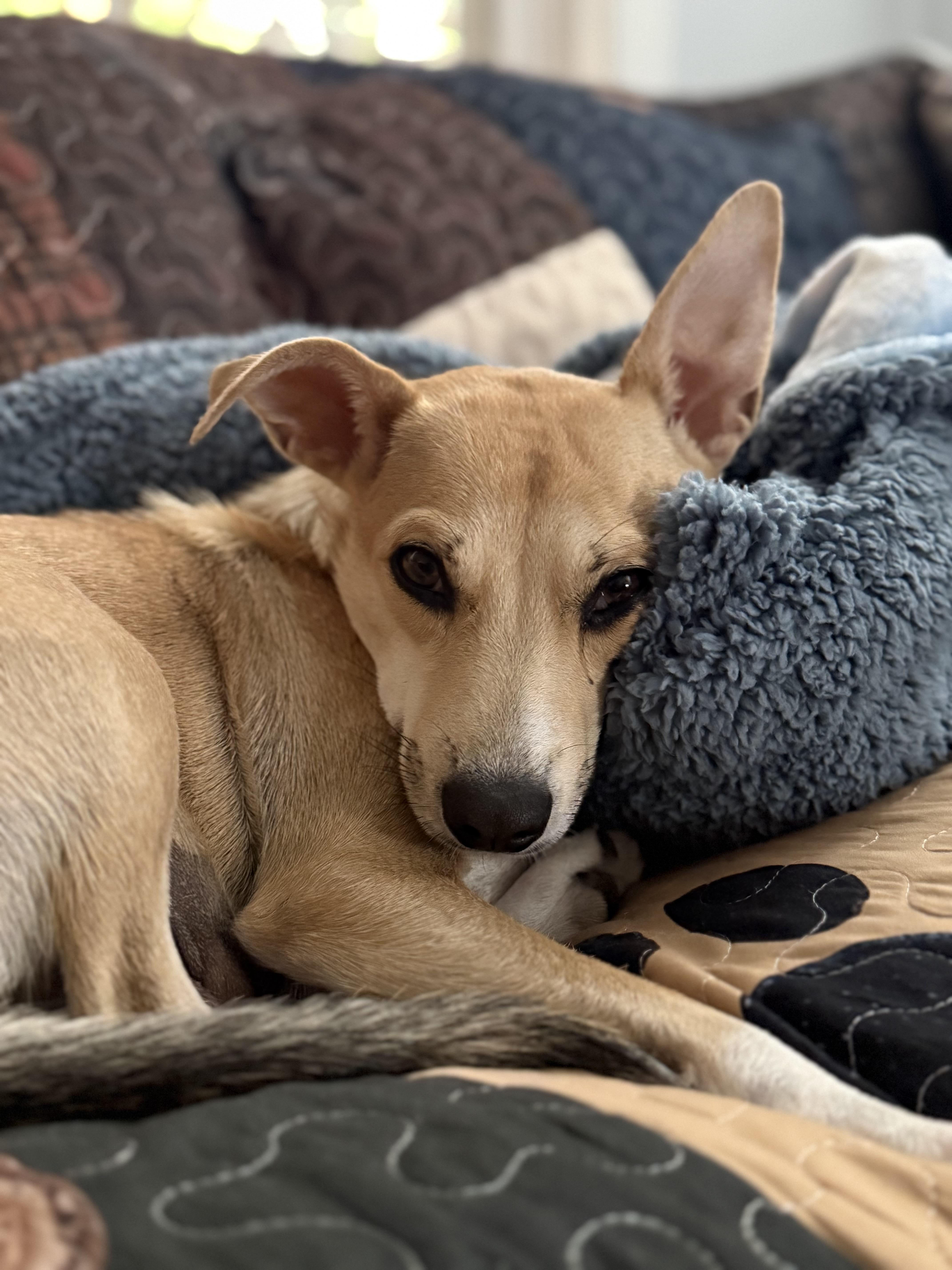 Enlarge Pippa (watch my video) , an adoptable mixed breed in Ellicott City, MD image 4/6