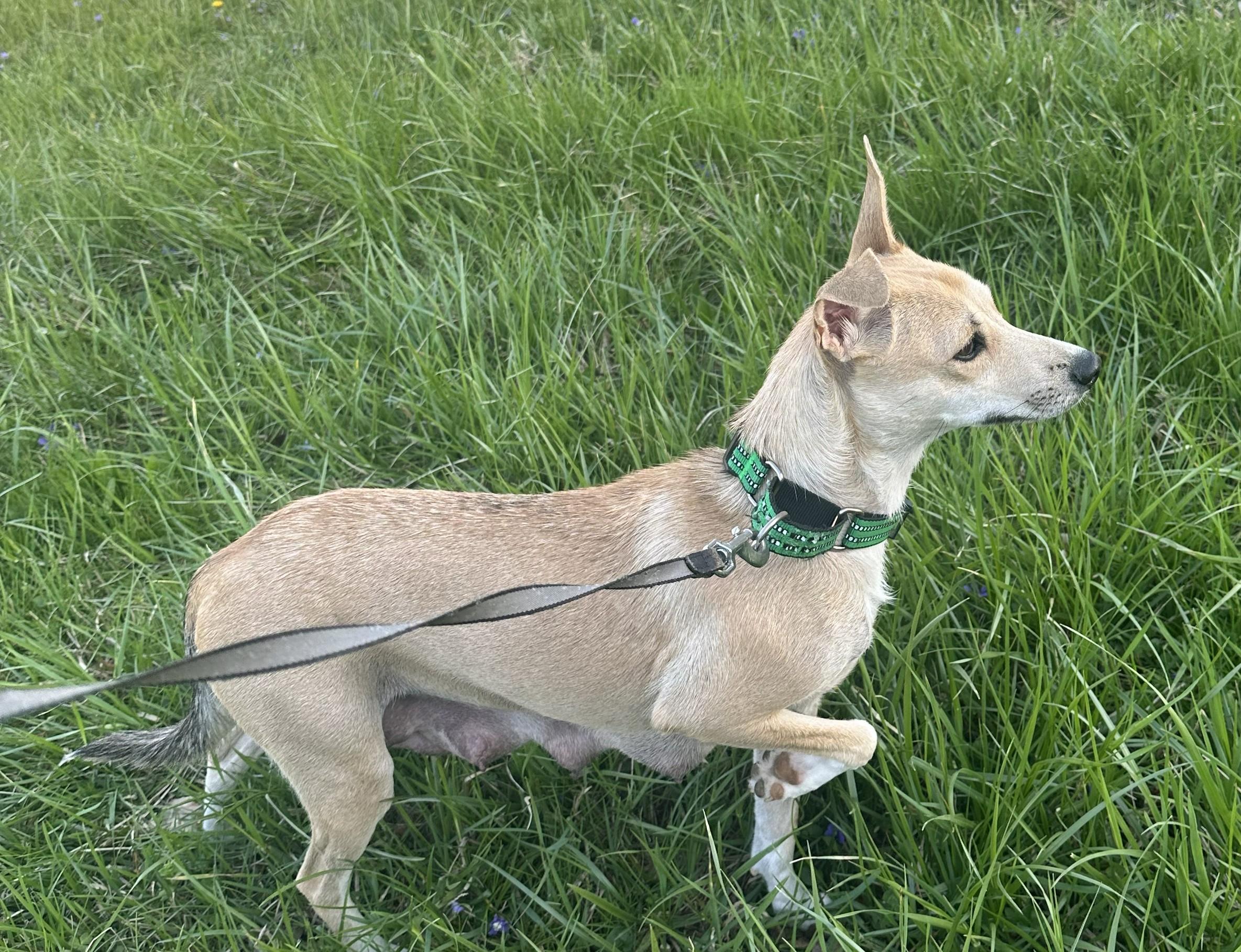 Enlarge Valentine (I need a foster), a ADOPTABLE mixed breed in Ellicott City, MD image 2/4