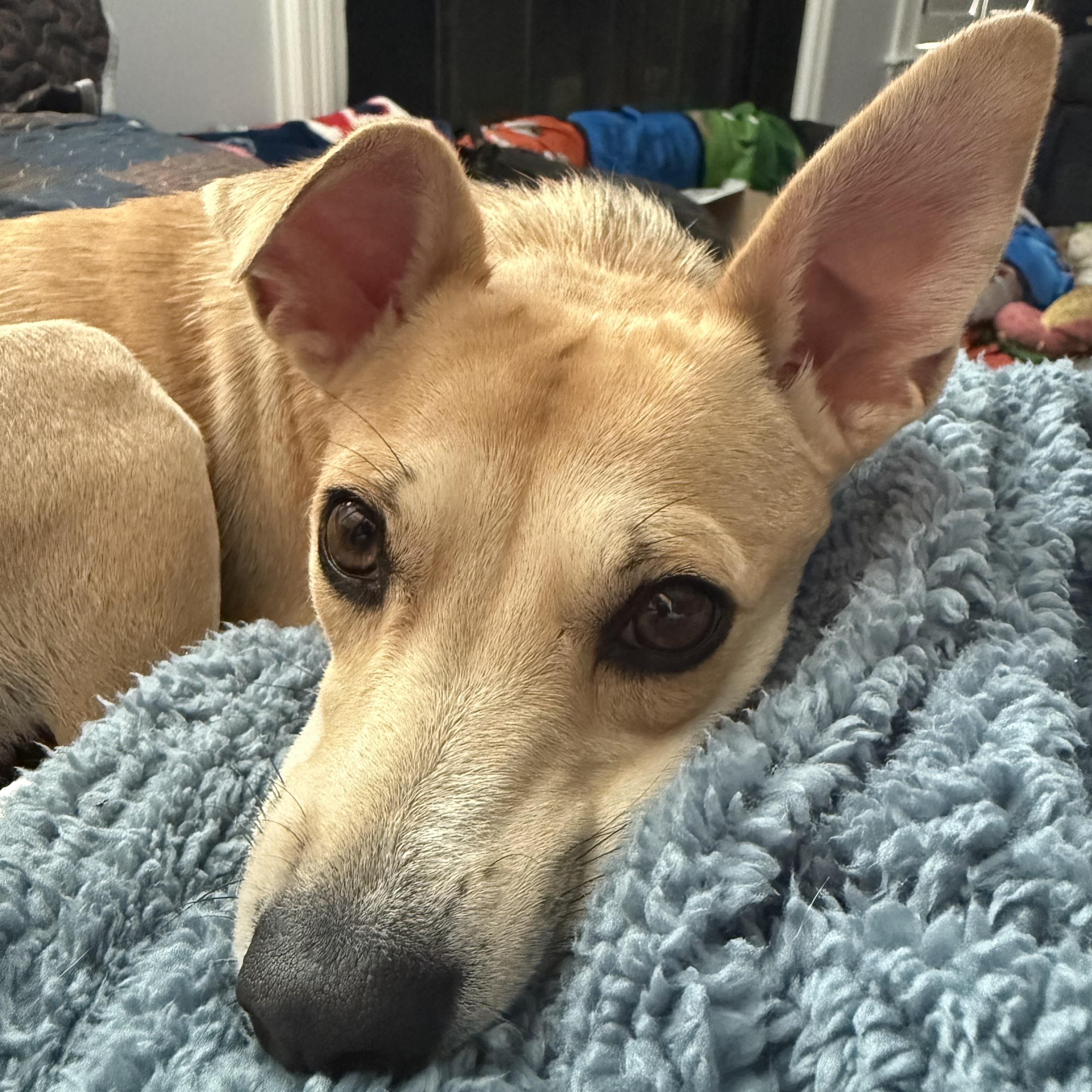 Enlarge Pippa (watch my video) , an adoptable mixed breed in Ellicott City, MD image 5/6
