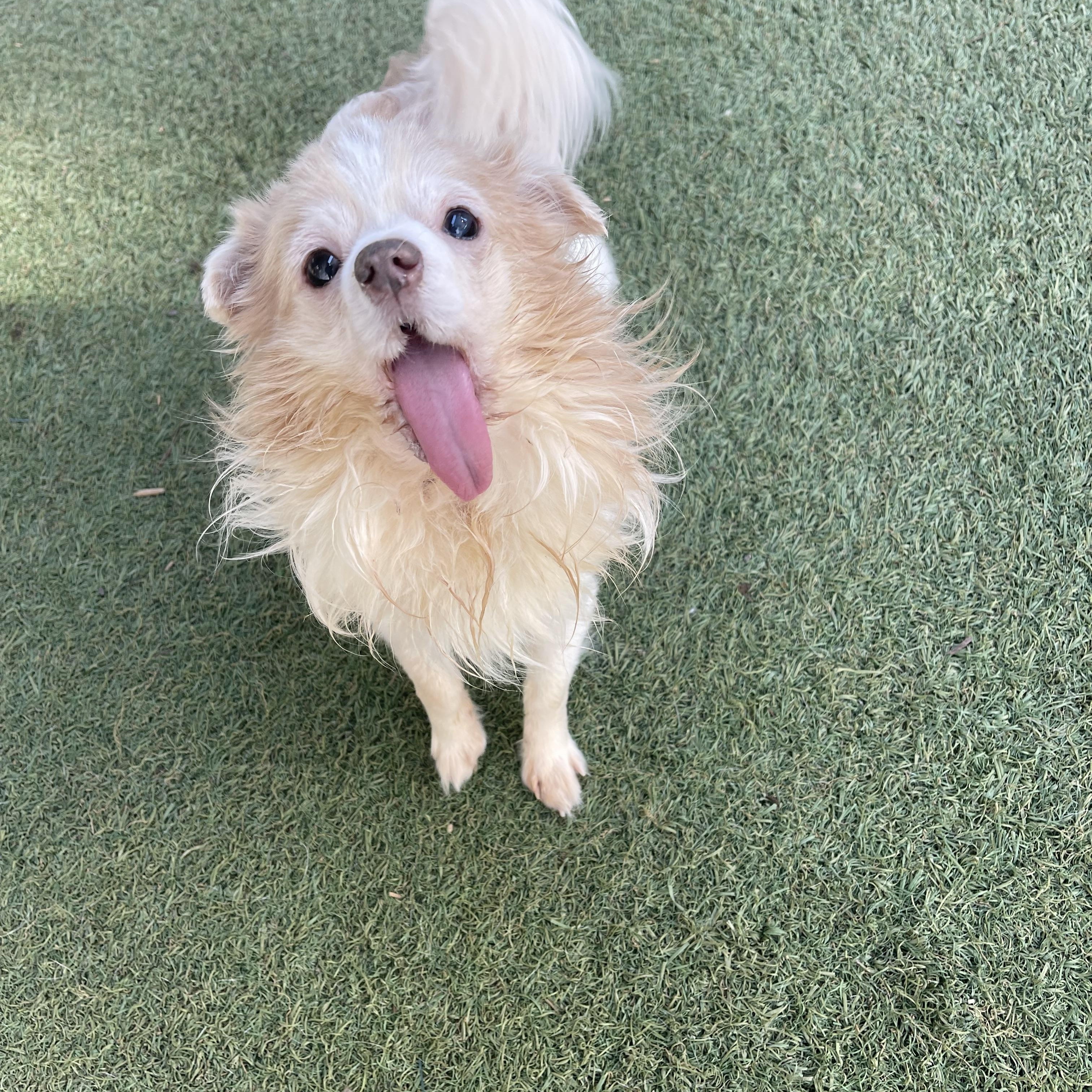 Enlarge Buddy, an adopted mixed breed in Baton Rouge, LA image 3/5