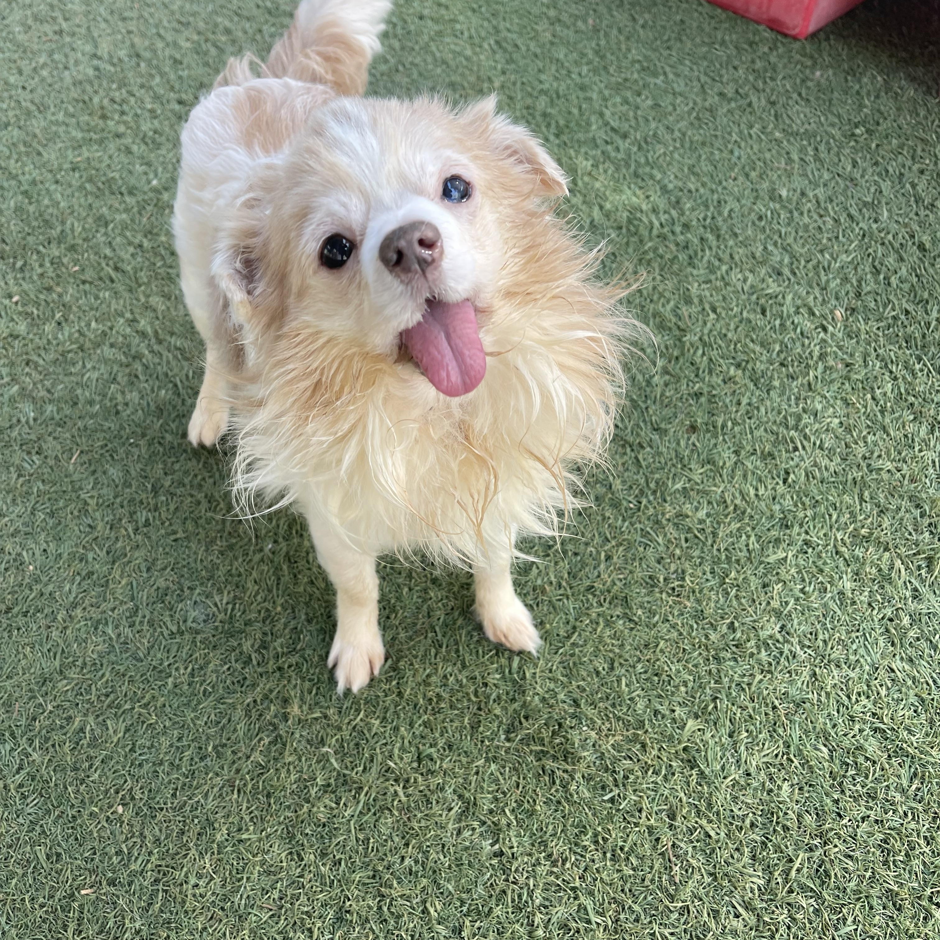 Enlarge Buddy, an adopted mixed breed in Baton Rouge, LA image 4/5