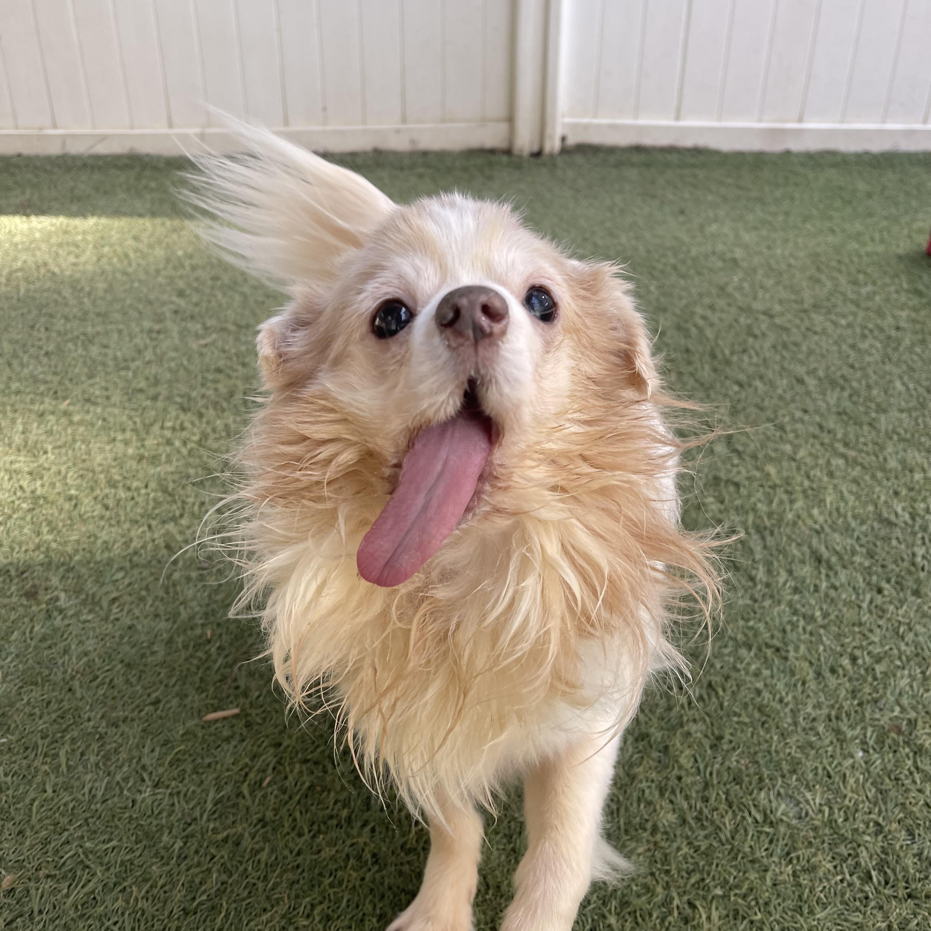 Enlarge Buddy, an adopted mixed breed in Baton Rouge, LA image 2/5