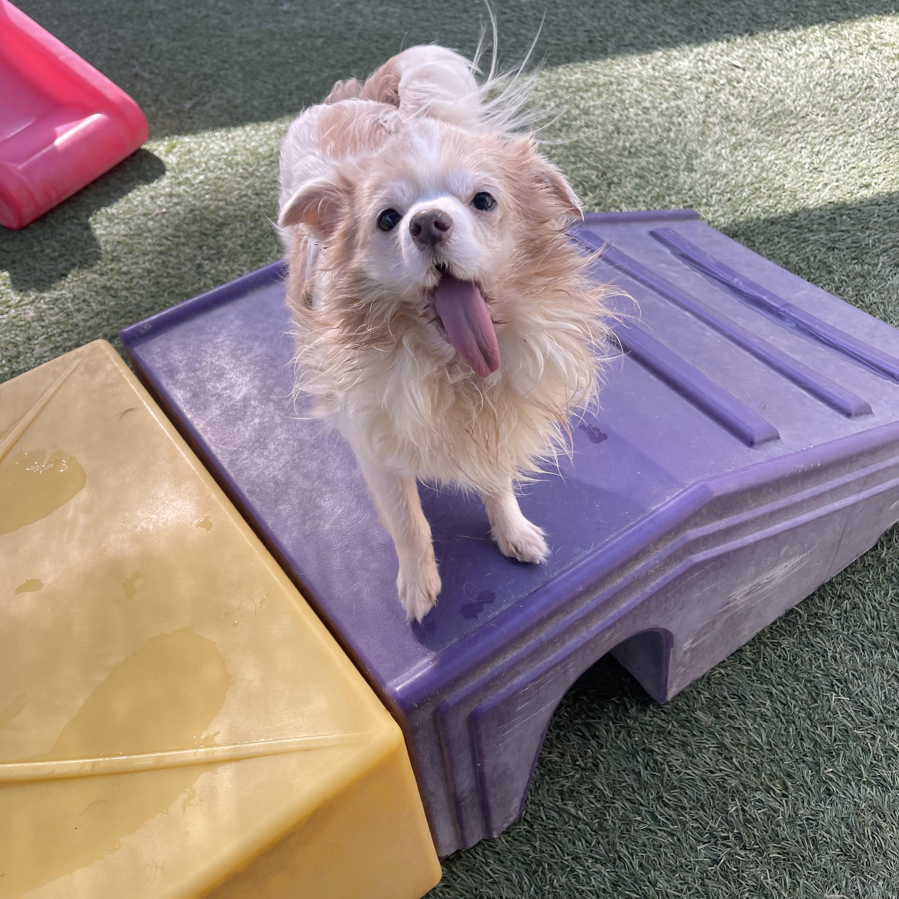 Enlarge Buddy, an adopted mixed breed in Baton Rouge, LA image 1/5