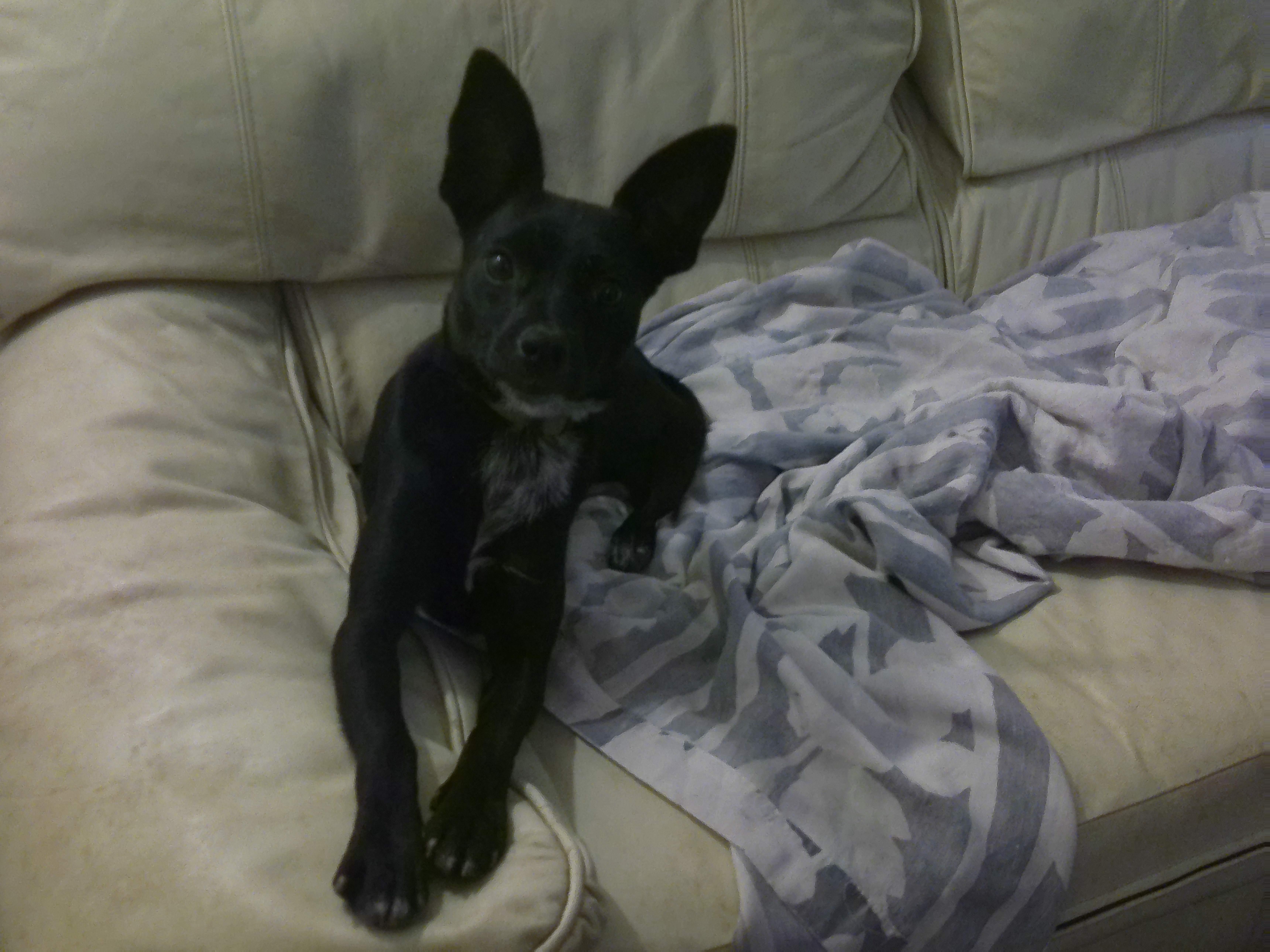 Twinkle, Adopted, Adult Female Terrier.