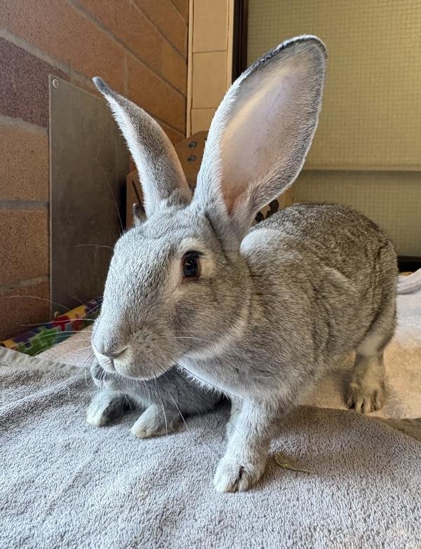 Bronco, Adoptable, Young Male Belgian Hare.