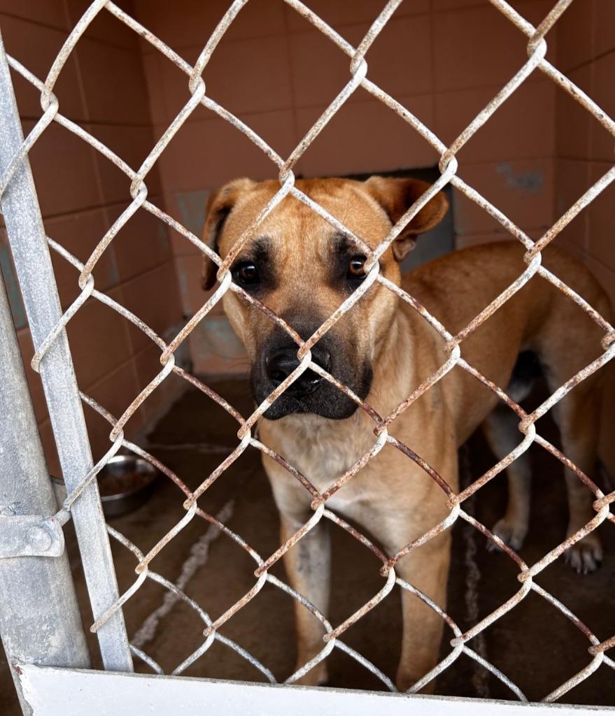 Enlarge Jim Jam, a Adoptable mixed breed in Gautier, MS image 1/2