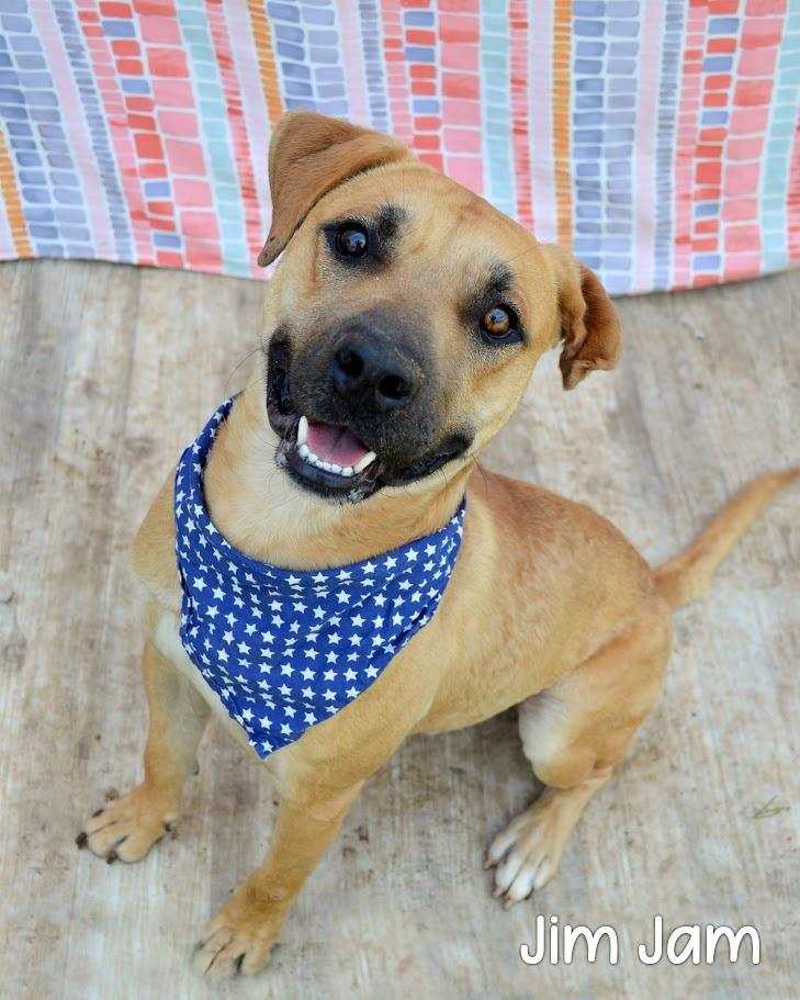 Enlarge Jim Jam, a Adoptable mixed breed in Gautier, MS image 2/2