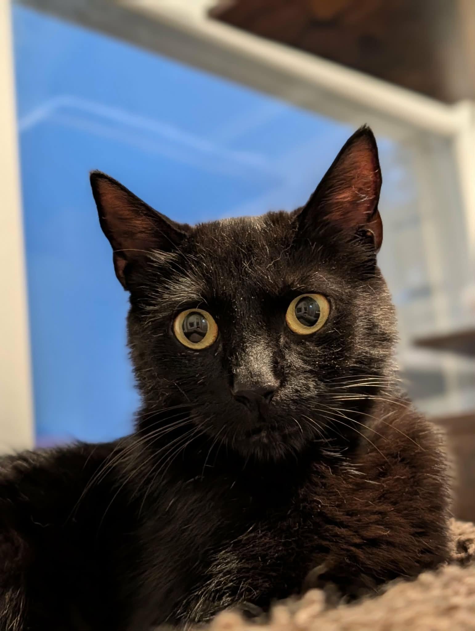 Kit, an adopted Exotic Shorthair in Roslindale, MA image 1/4