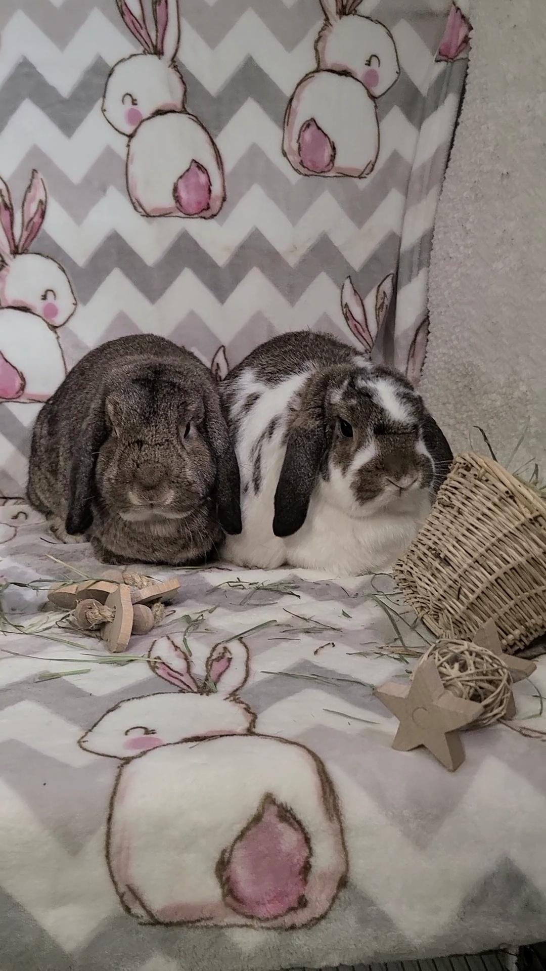 Blaze and Bridgette, Adult Female unknown