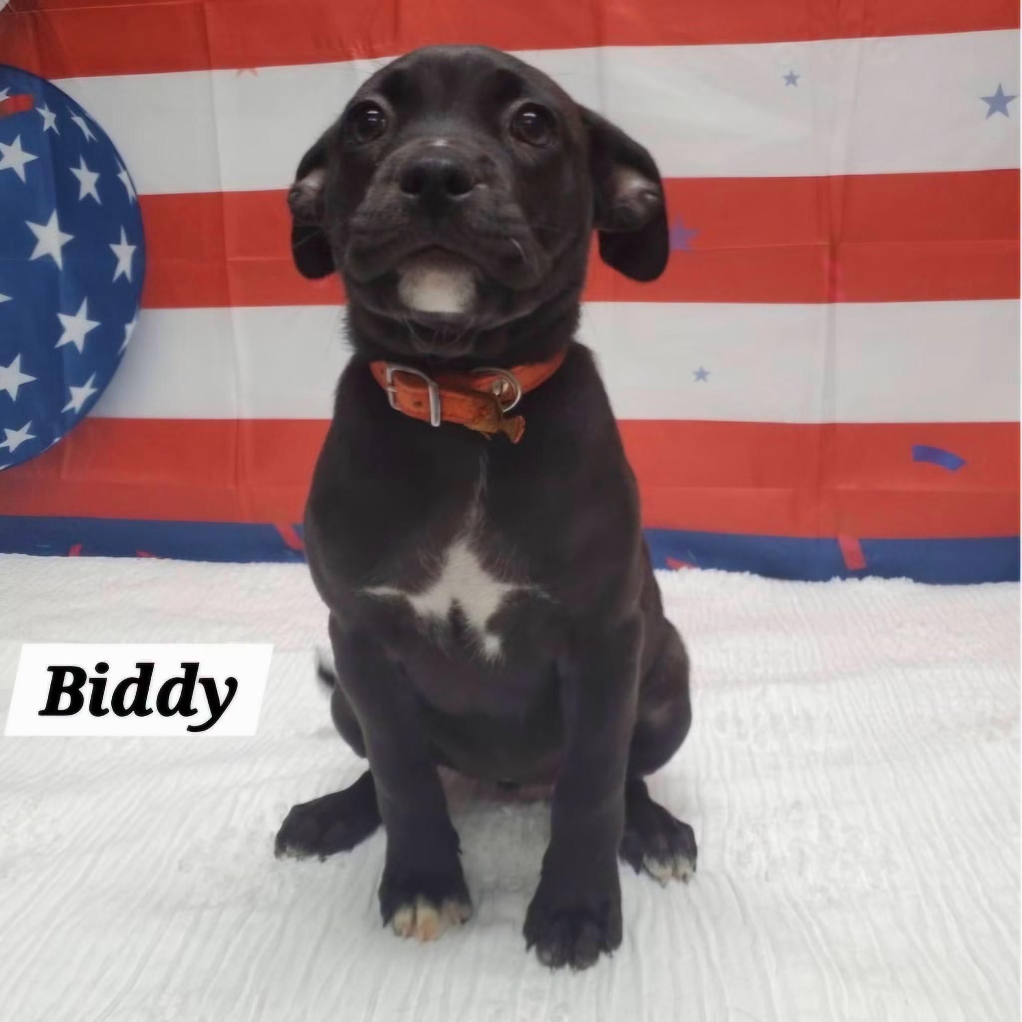 Biddy, Adoptable, Puppy Female French Bulldog & Pug.