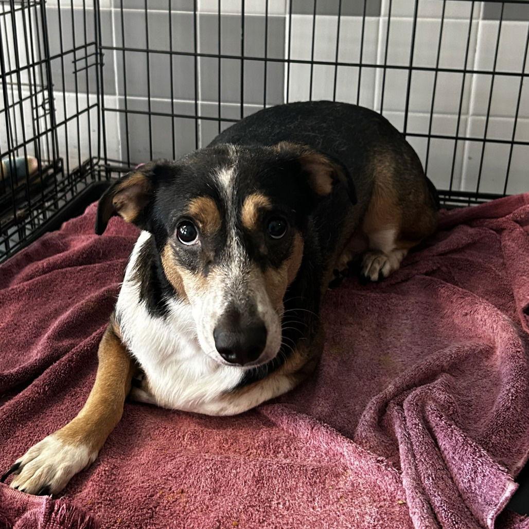 Enlarge Davina, a Adoptable Terrier in Chico, CA image 1/1