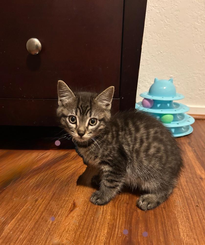 Nigel., a Adoptable Domestic Short Hair in Pacifica, CA image 3/4