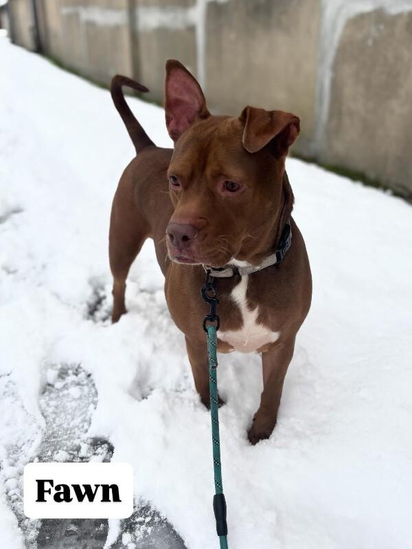 Fawn, Adoptable, Adult Female Mixed Breed.