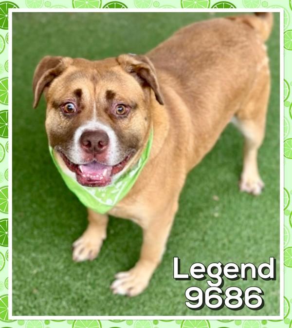 Legend(826), Adoptable, Adult Male Pit Bull Terrier.