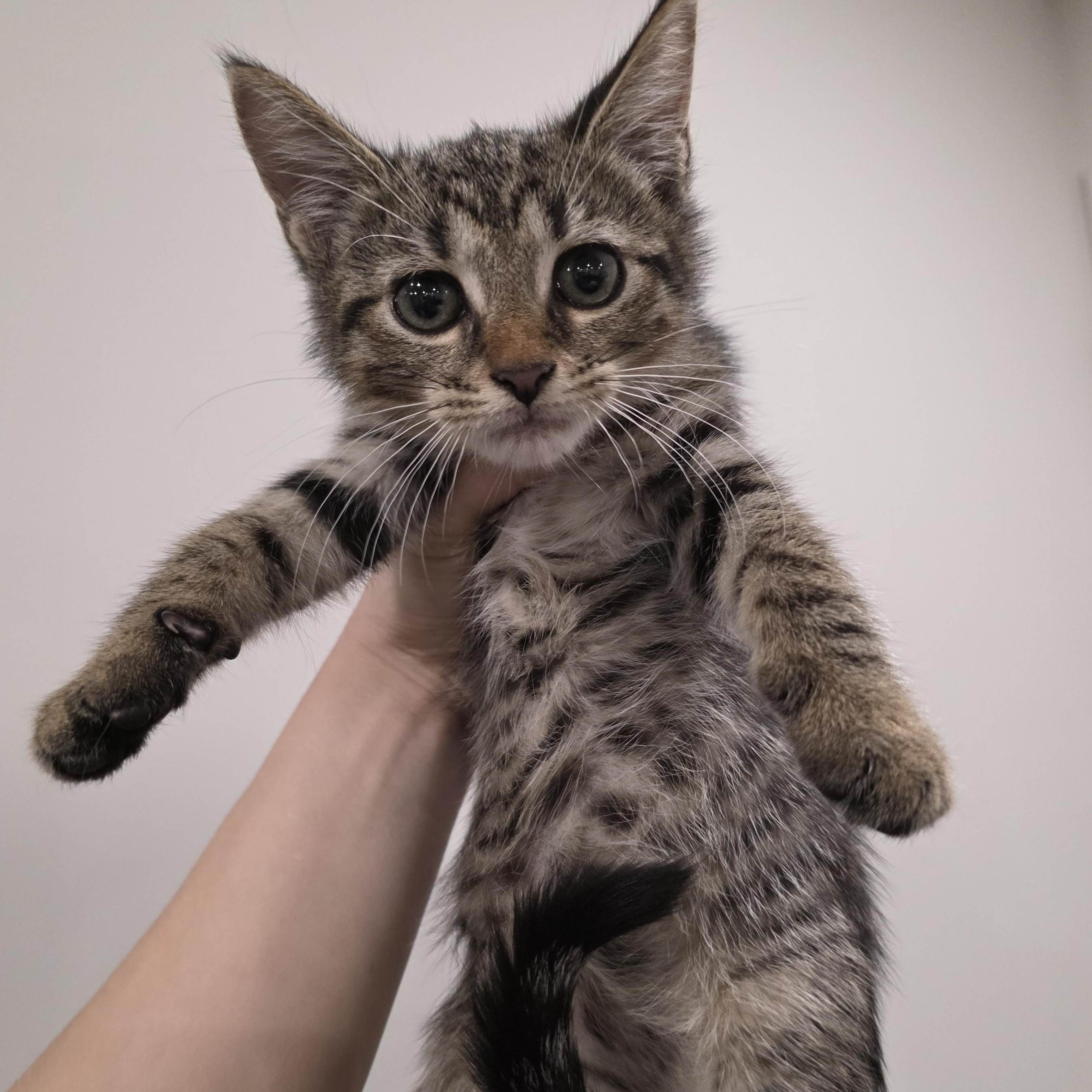 Enlarge Wonder, a Adoptable mixed breed in Moriches, NY image 2/2