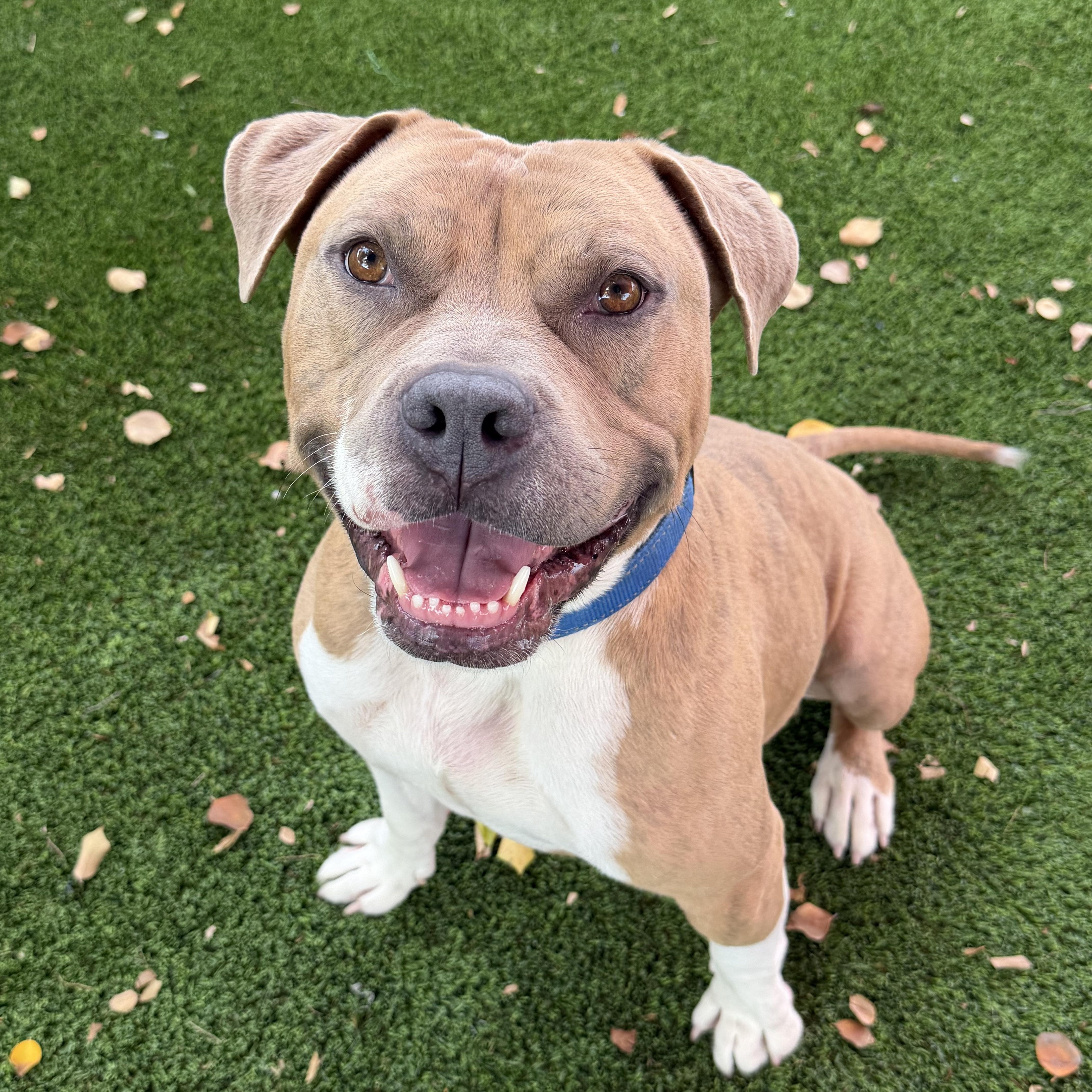 Enlarge Brewster, an adopted mixed breed in Glendale, AZ image 1/2