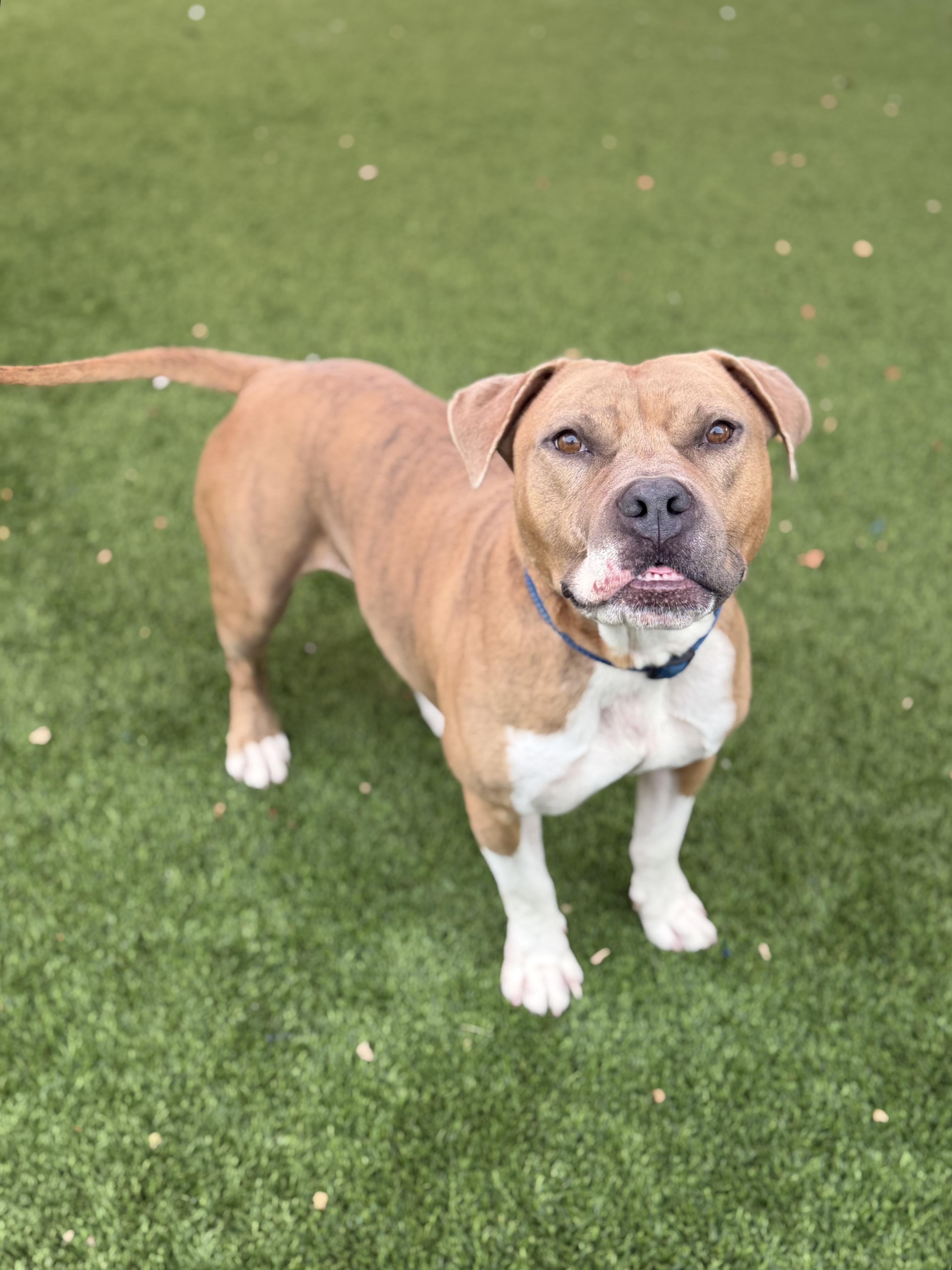 Enlarge Brewster, an adopted mixed breed in Glendale, AZ image 2/2