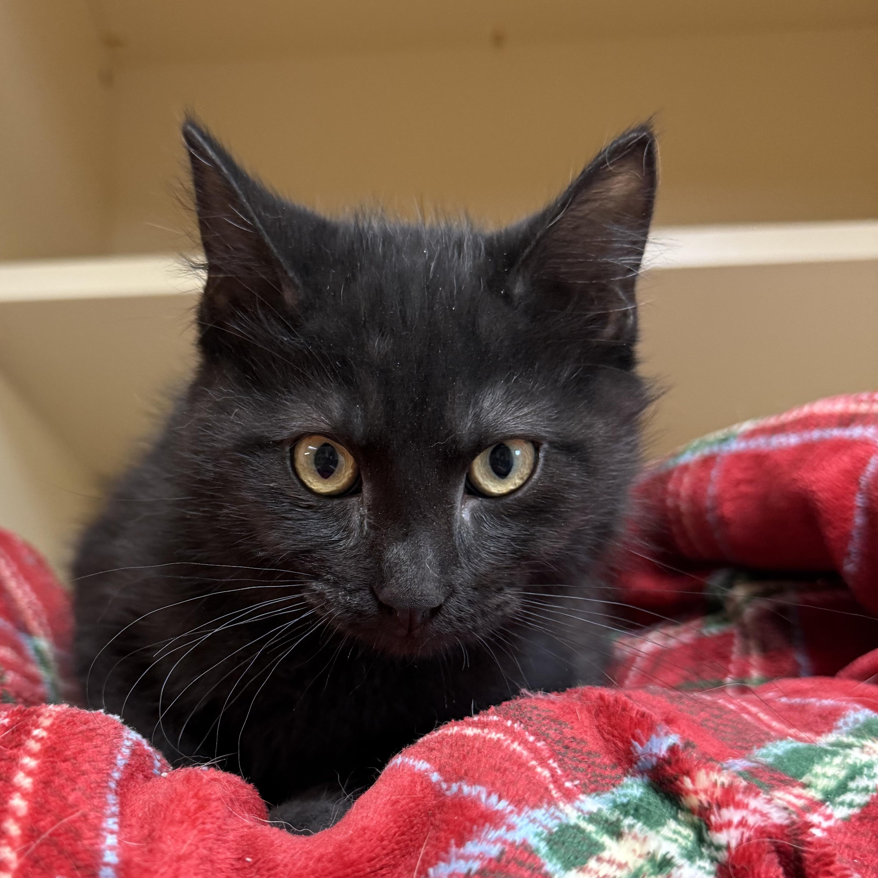 Timmy , ADOPTABLE, Kitten Male Domestic Short Hair.