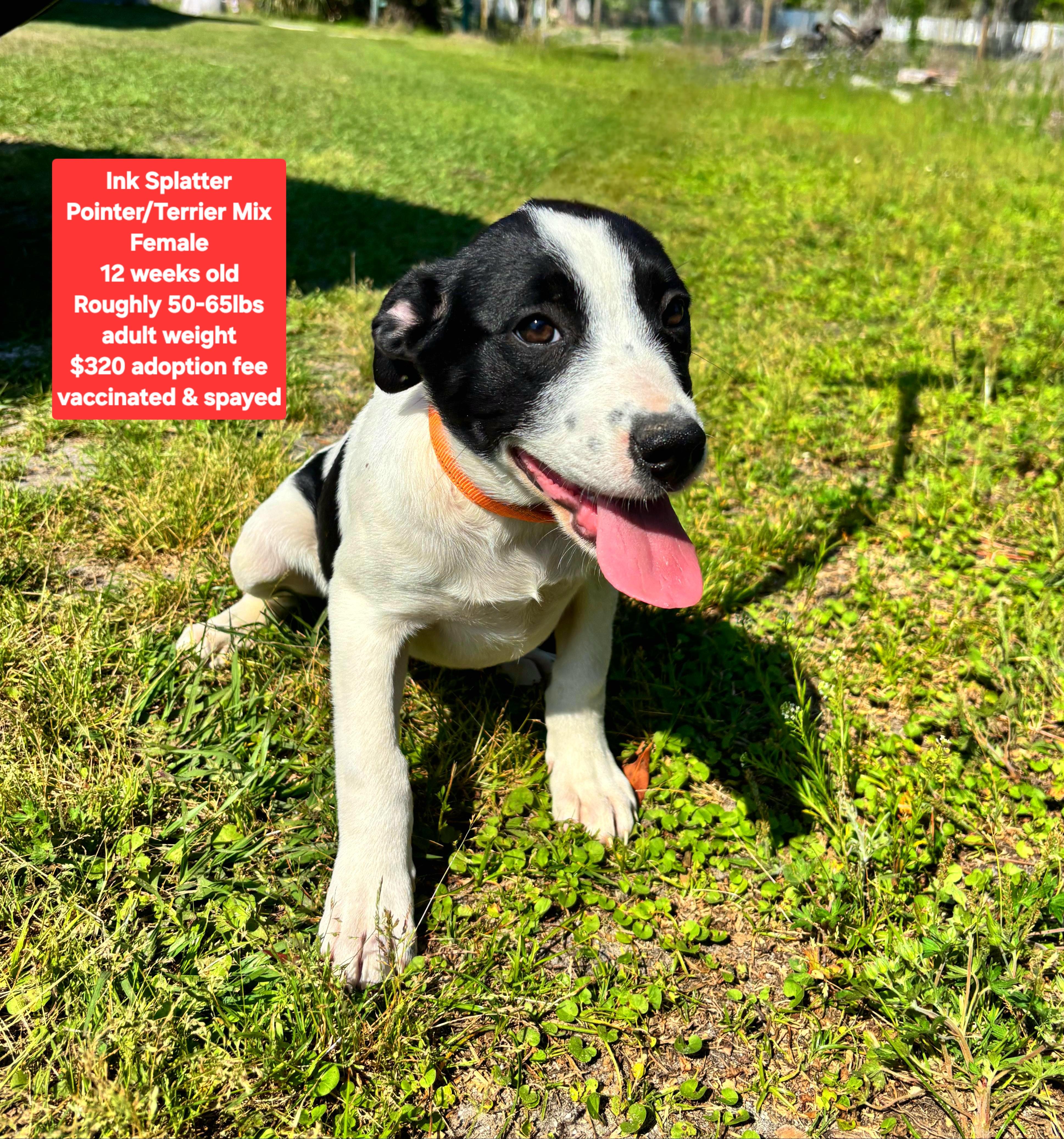 Ink Splatter, ADOPTABLE, Puppy Female Pointer & Terrier.