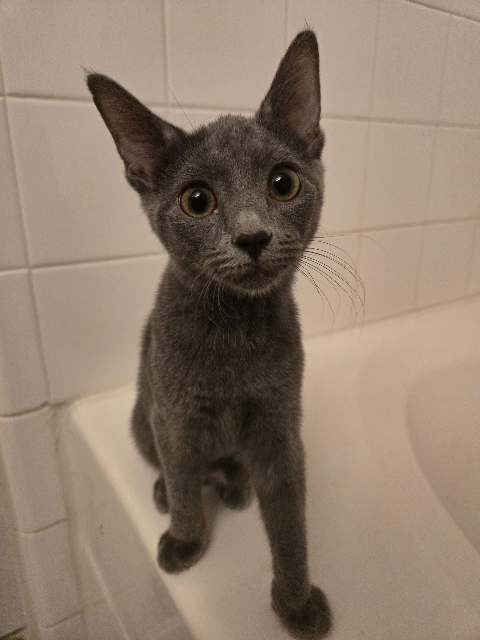 Cassian, Adoptable, Kitten Female Domestic Short Hair.