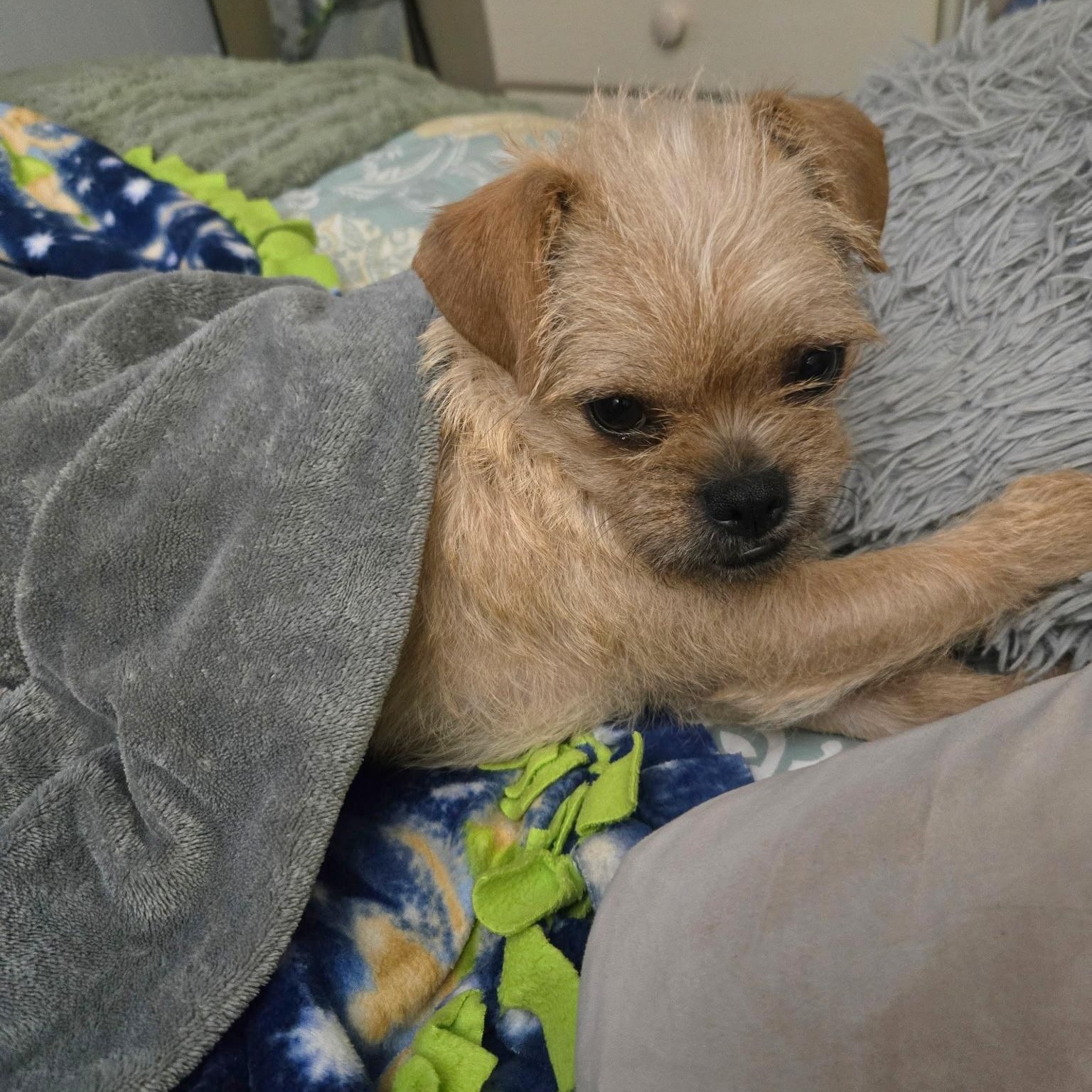 Enlarge Chata, a hold mixed breed in Salinas, CA image 5/5