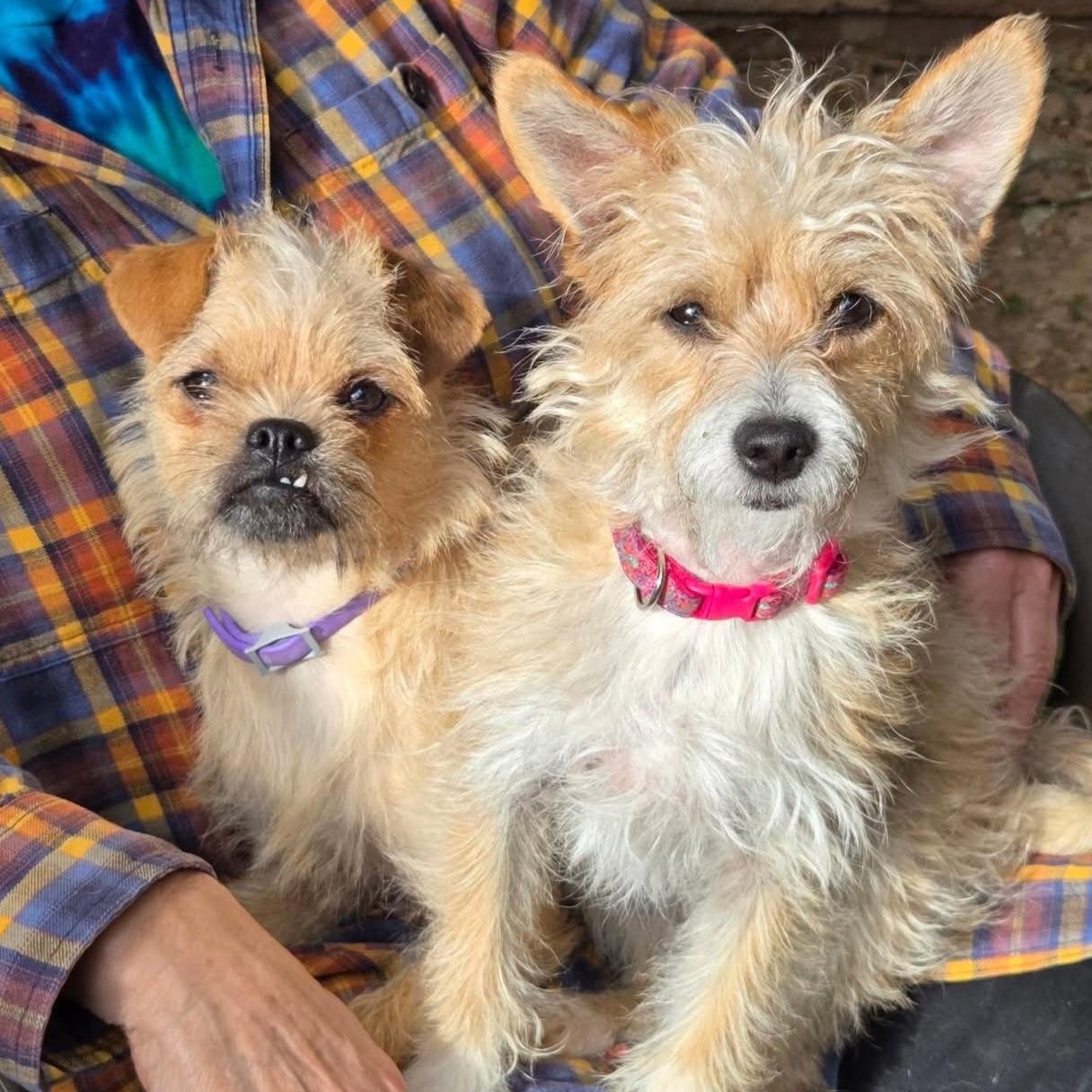 Enlarge Chata, a hold mixed breed in Salinas, CA image 4/5