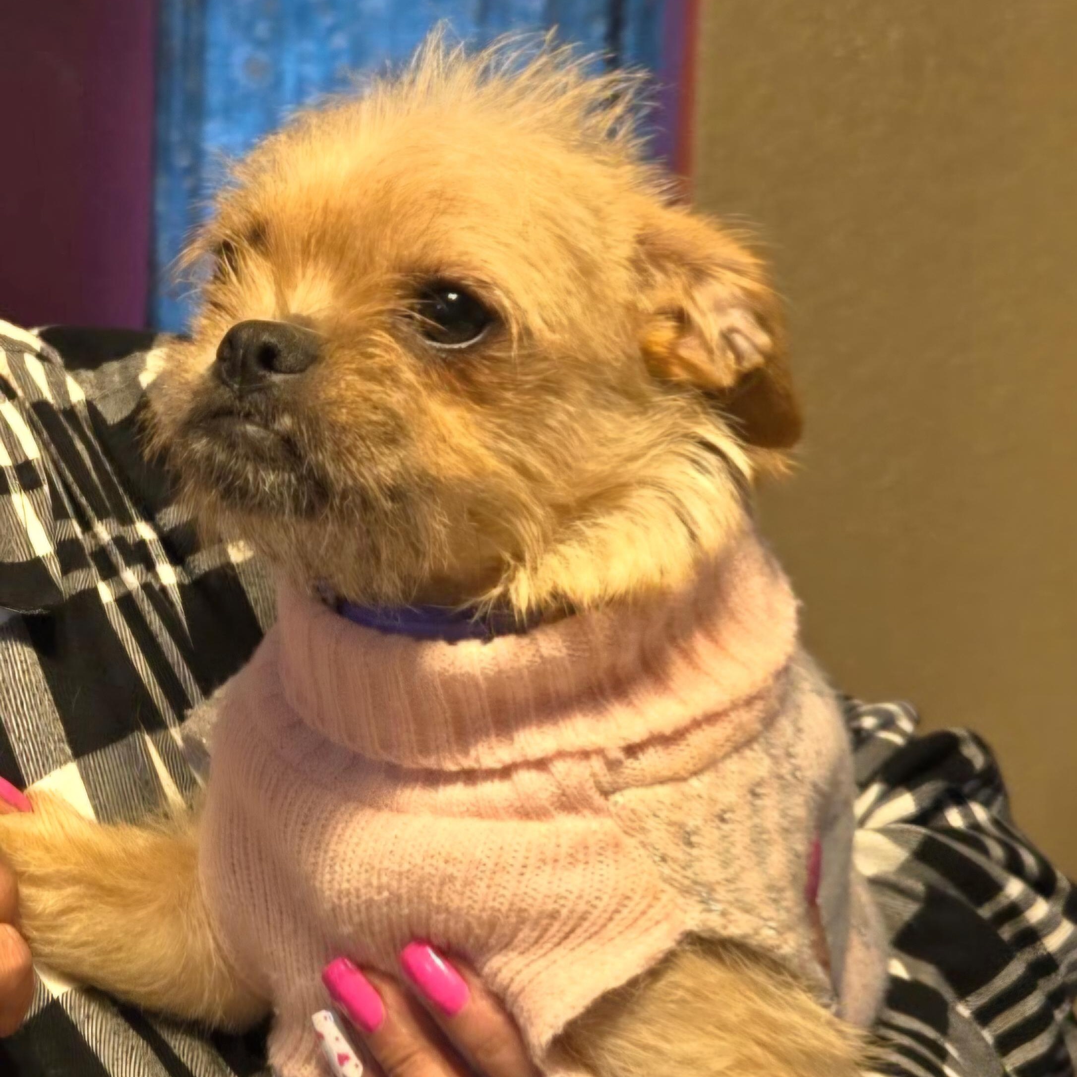 Enlarge Chata, a hold mixed breed in Salinas, CA image 2/5