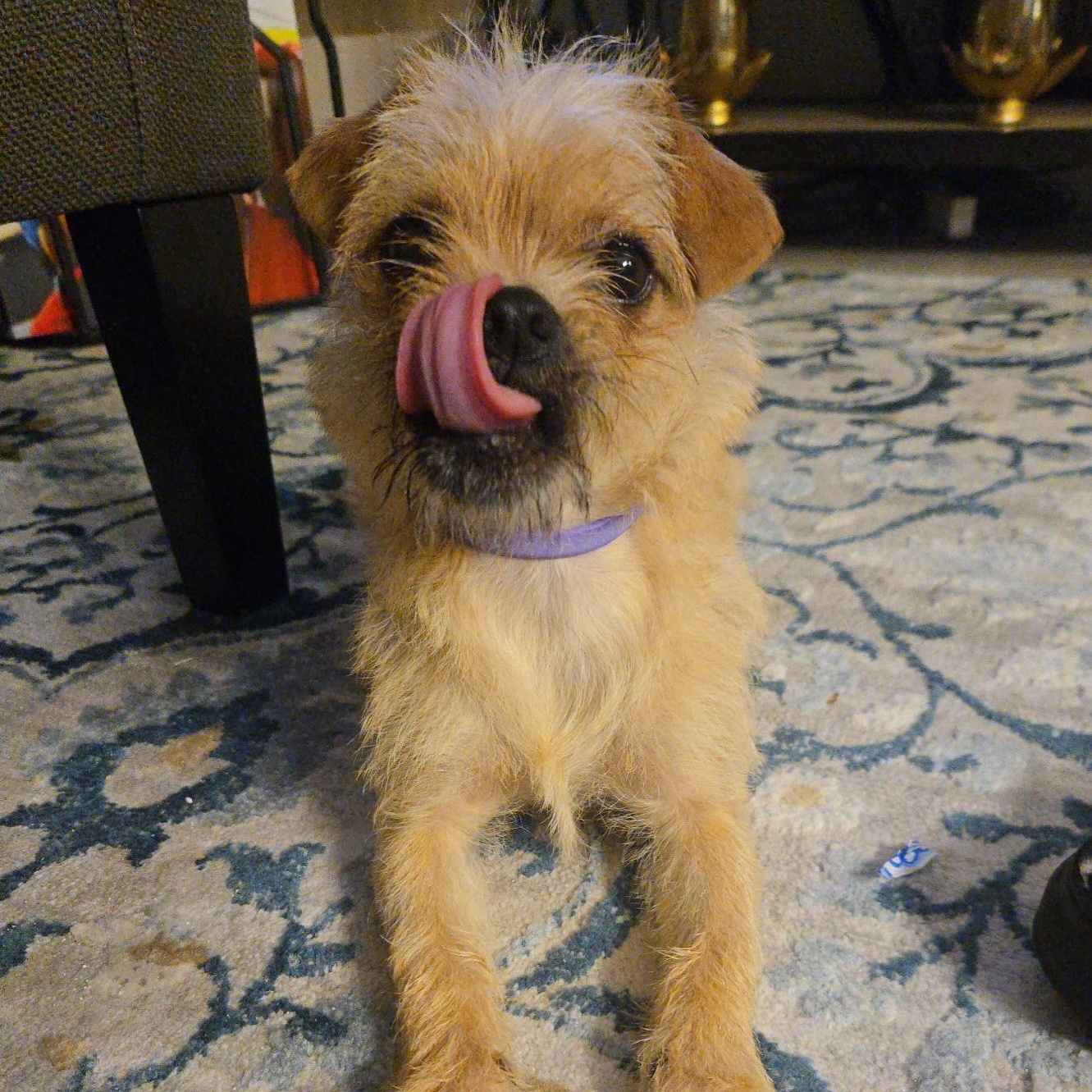 Enlarge Chata, a hold mixed breed in Salinas, CA image 3/5