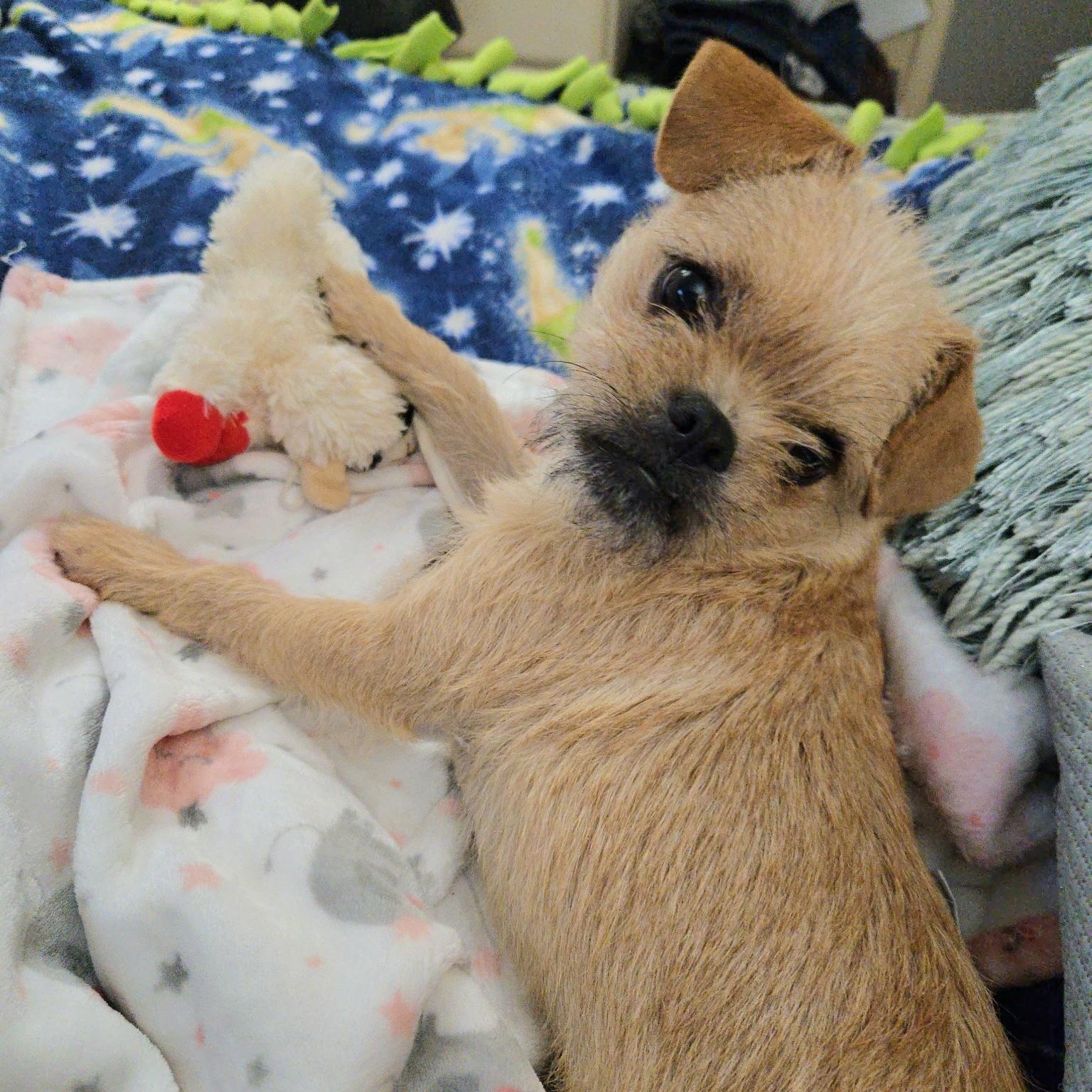 Chata, adopted, Young Female Pug & Brussels Griffon.