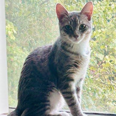 Brianna, Adoptable, Kitten Female Tabby & Domestic Short Hair.