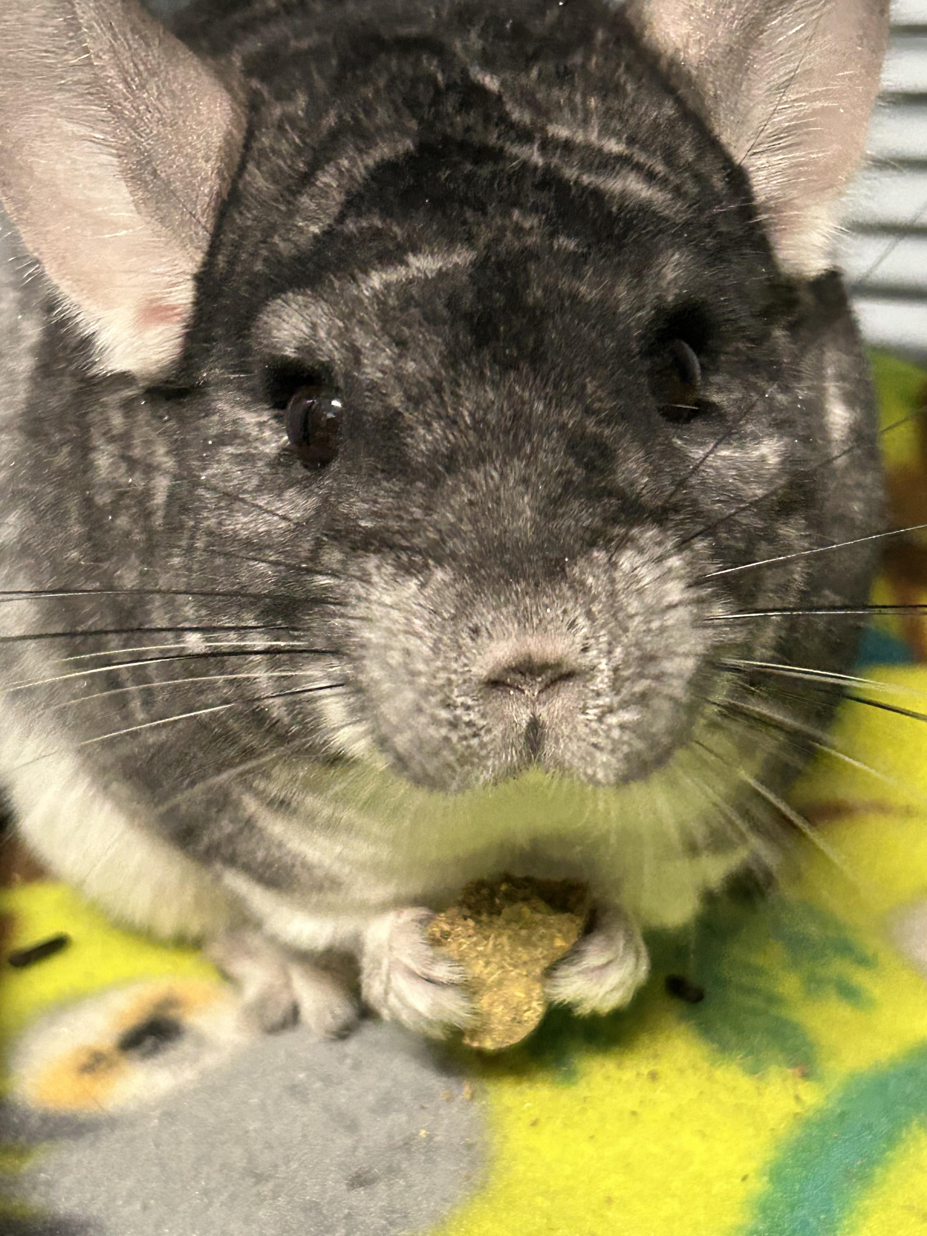 Enlarge Sansa, a ADOPTABLE Chinchilla in Edgewood, MD image 6/6