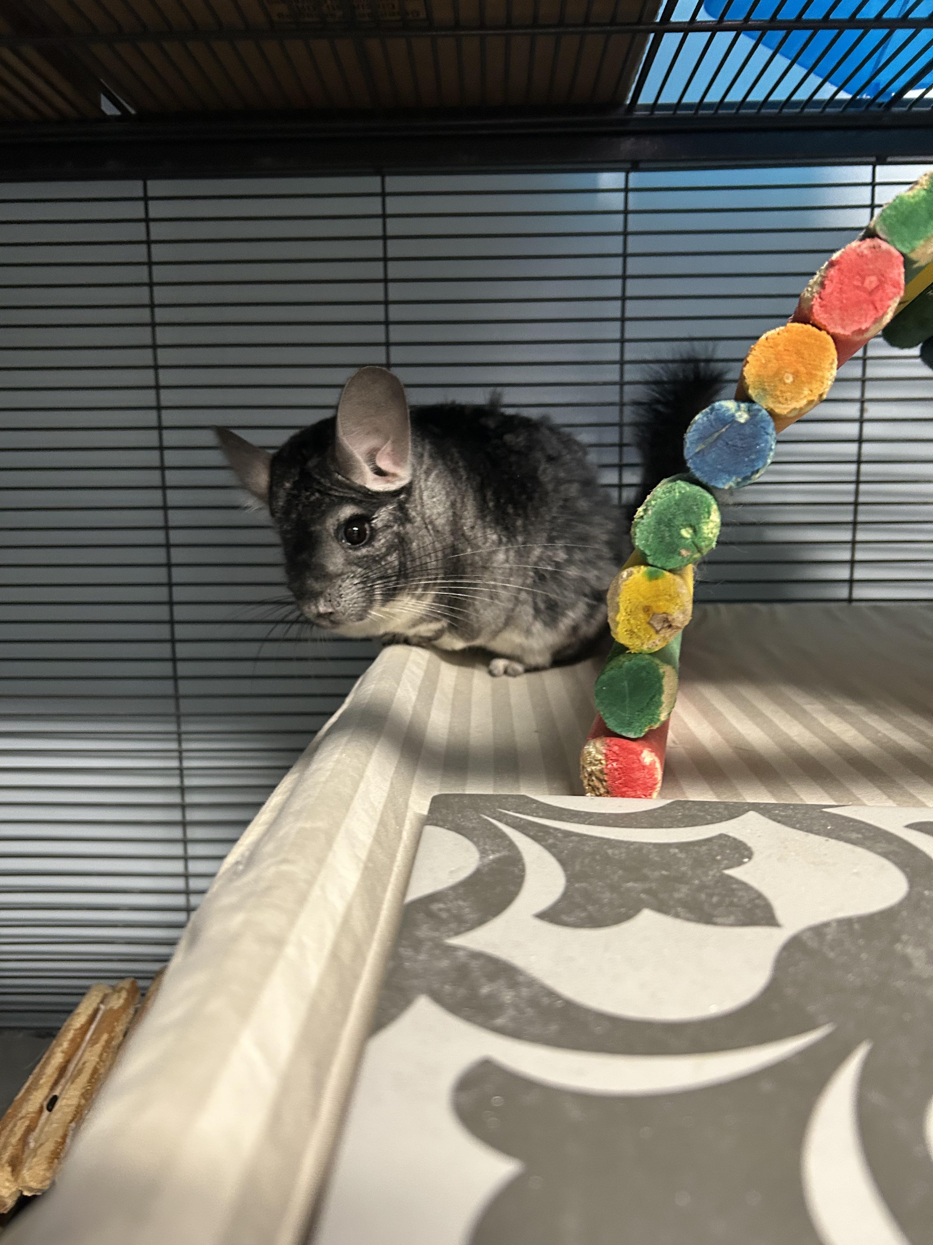 Enlarge Sansa, a ADOPTABLE Chinchilla in Edgewood, MD image 4/6
