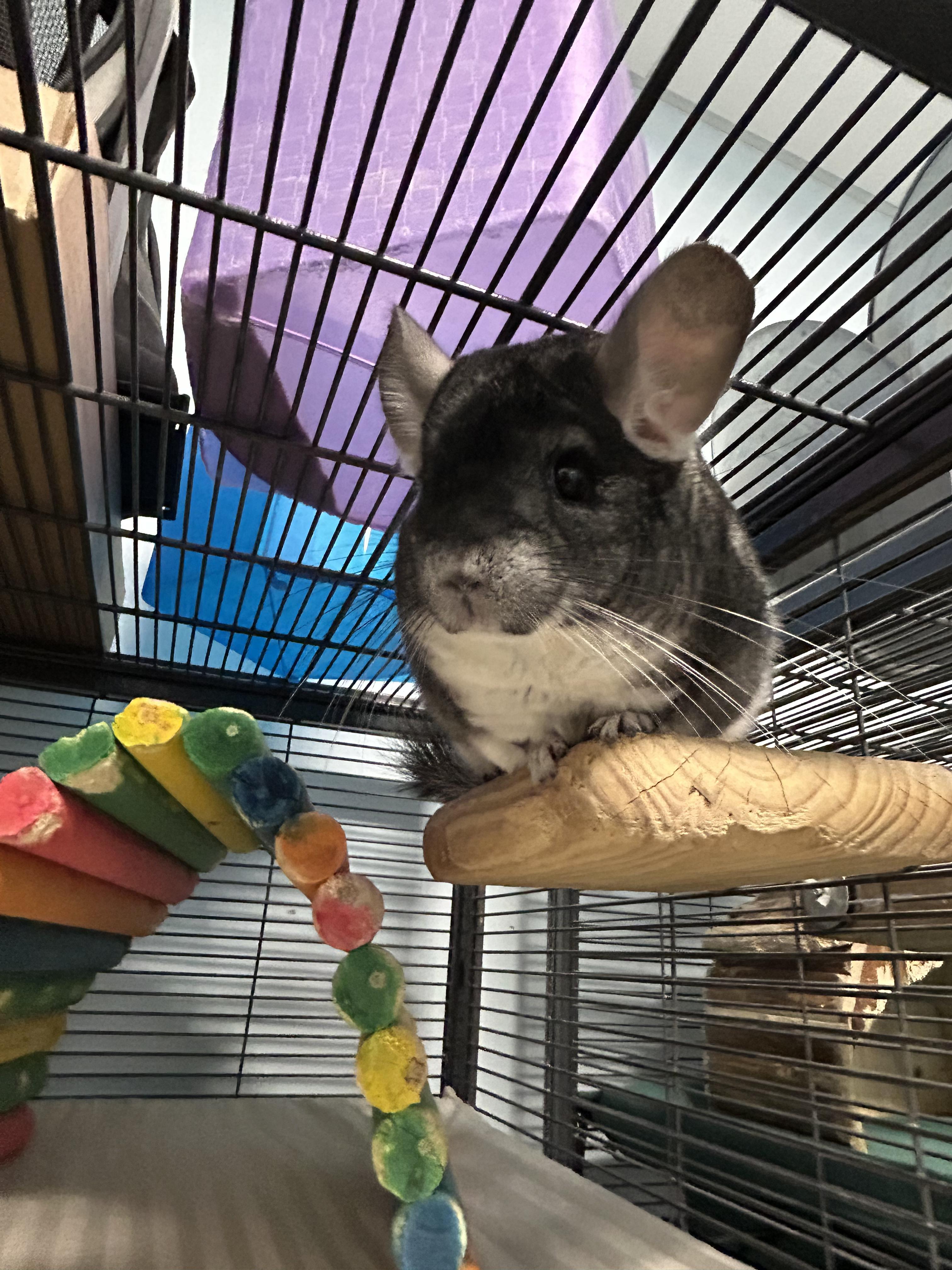 Enlarge Sansa, a ADOPTABLE Chinchilla in Edgewood, MD image 1/6