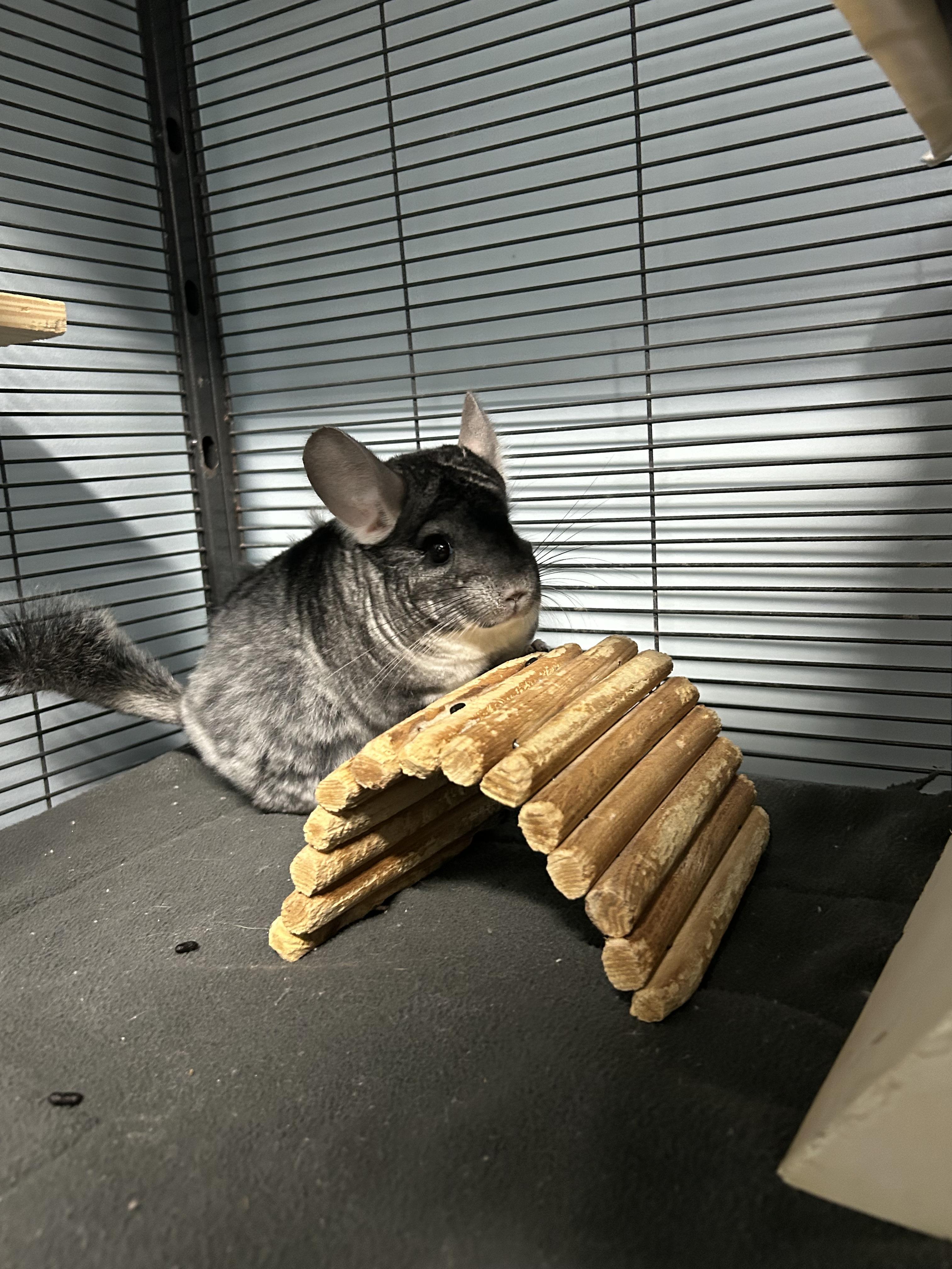 Enlarge Sansa, a ADOPTABLE Chinchilla in Edgewood, MD image 2/6