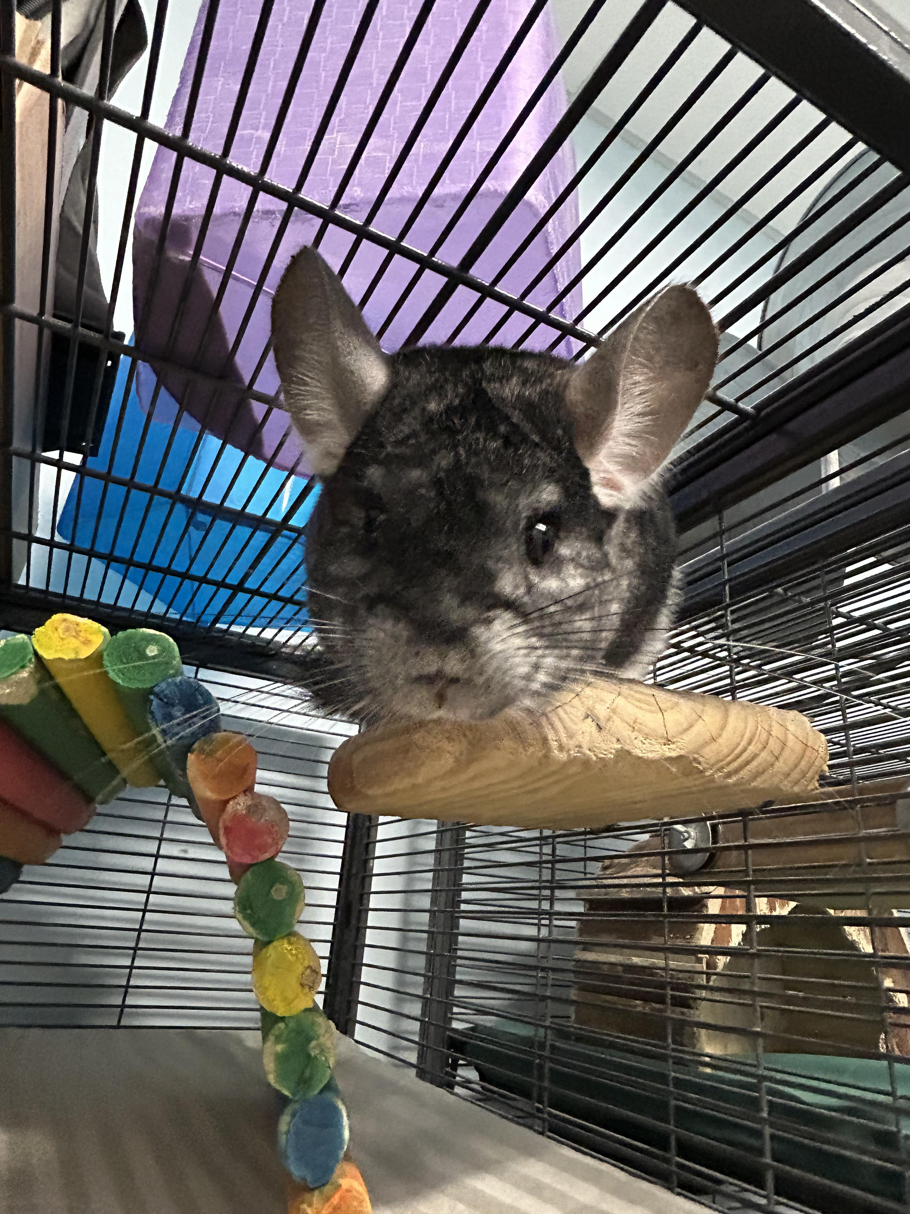 Enlarge Sansa, a ADOPTABLE Chinchilla in Edgewood, MD image 3/6