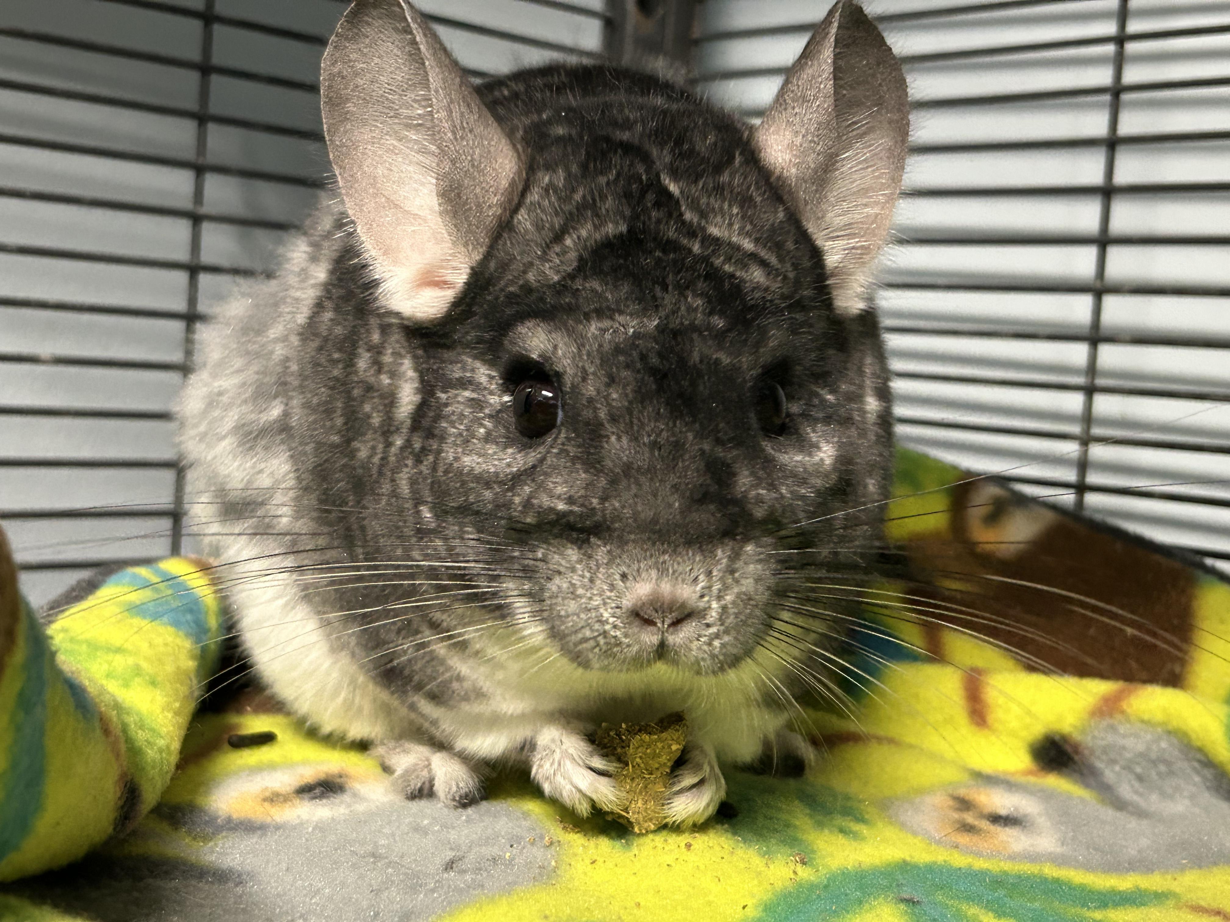 Enlarge Sansa, a ADOPTABLE Chinchilla in Edgewood, MD image 5/6