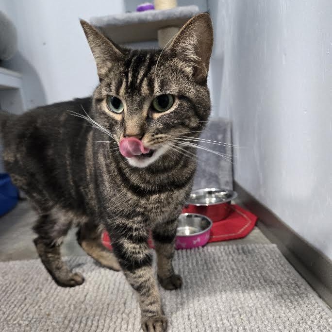 Enlarge Pebbles, a Adoptable Domestic Short Hair in Mission, BC image 3/4