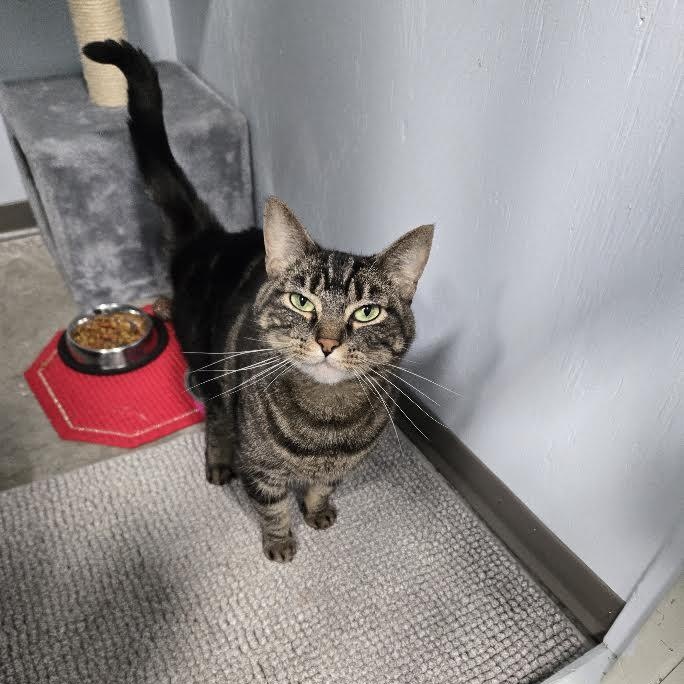 Enlarge Pebbles, a Adoptable Domestic Short Hair in Mission, BC image 4/4