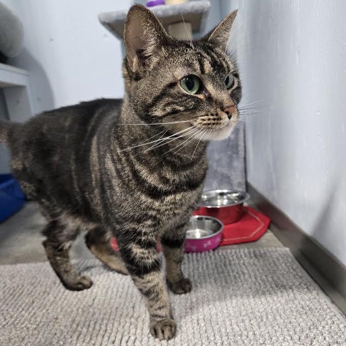 Enlarge Pebbles, a Adoptable Domestic Short Hair in Mission, BC image 2/4
