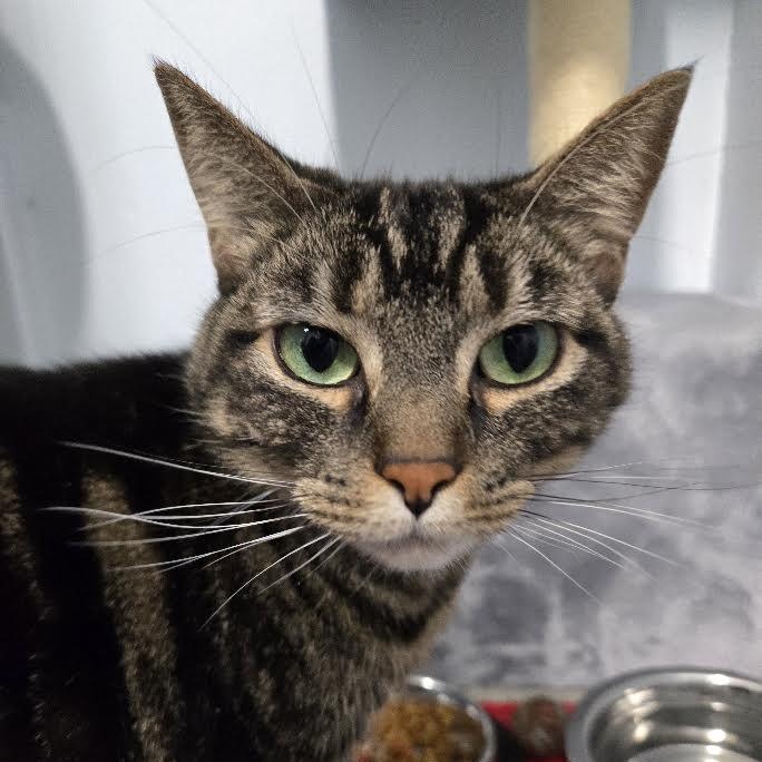 Pebbles, Adoptable, Adult Female Domestic Short Hair.