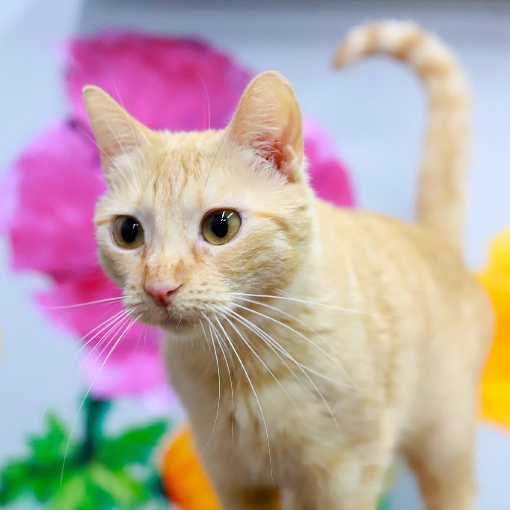 Fiona Apple — thumbnail 2