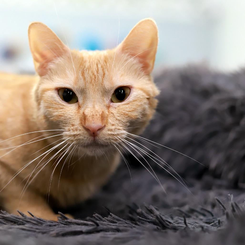 Fiona Apple — thumbnail 3