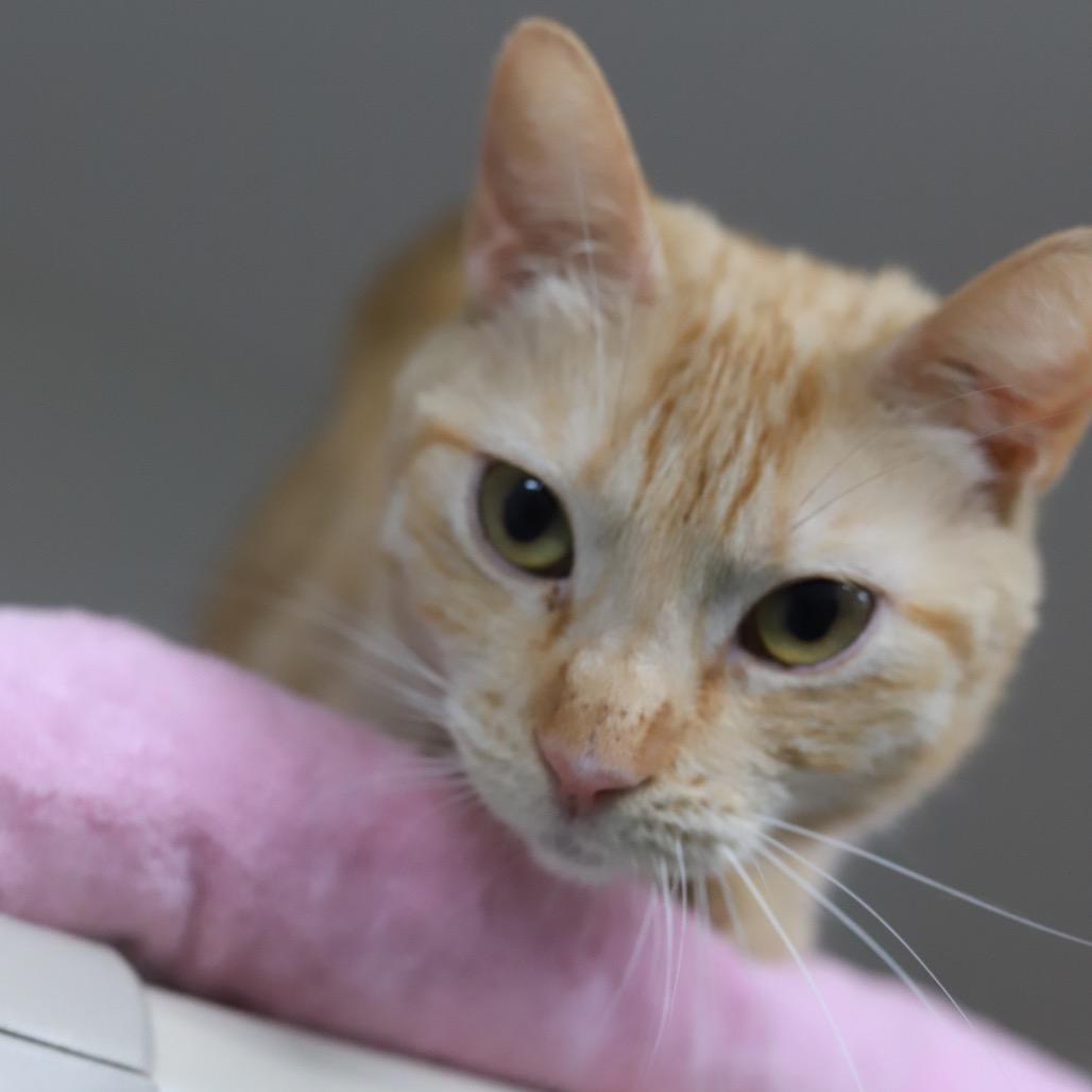 Fiona Apple — thumbnail 4