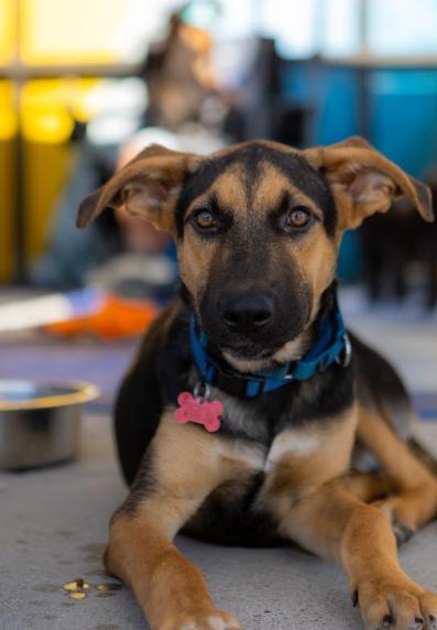 Enlarge Chester, a Adoptable mixed breed in San Diego, CA image 1/3