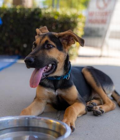 Enlarge Chester, a Adoptable mixed breed in San Diego, CA image 2/3