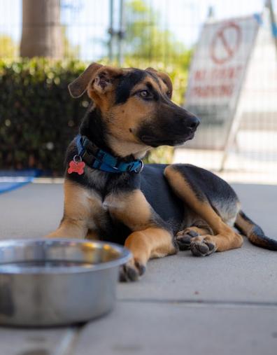 Enlarge Chester, a Adoptable mixed breed in San Diego, CA image 3/3