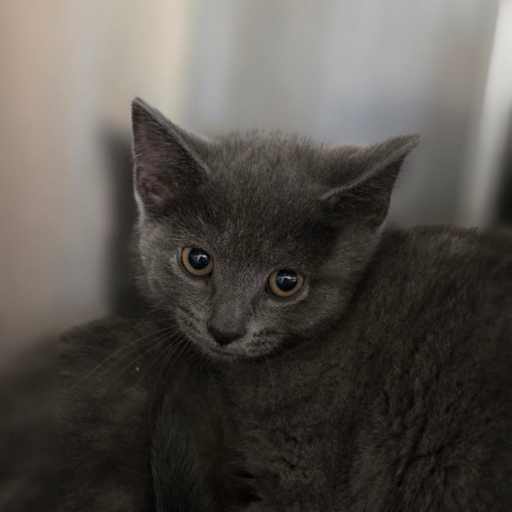 Green Onion, Adoptable, Kitten Female Domestic Short Hair.