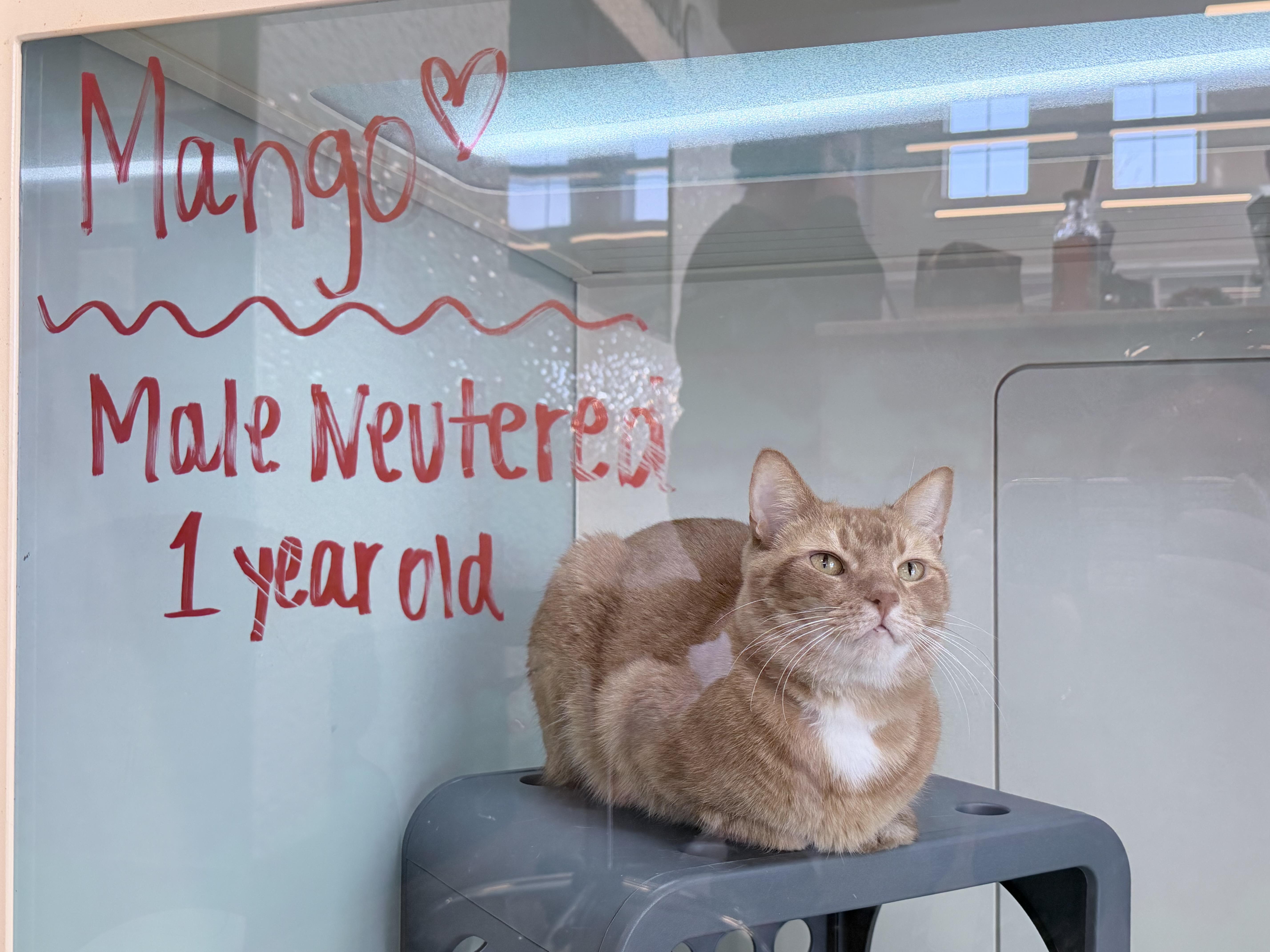 Mango, ADOPTABLE, Adult Male Domestic Short Hair.