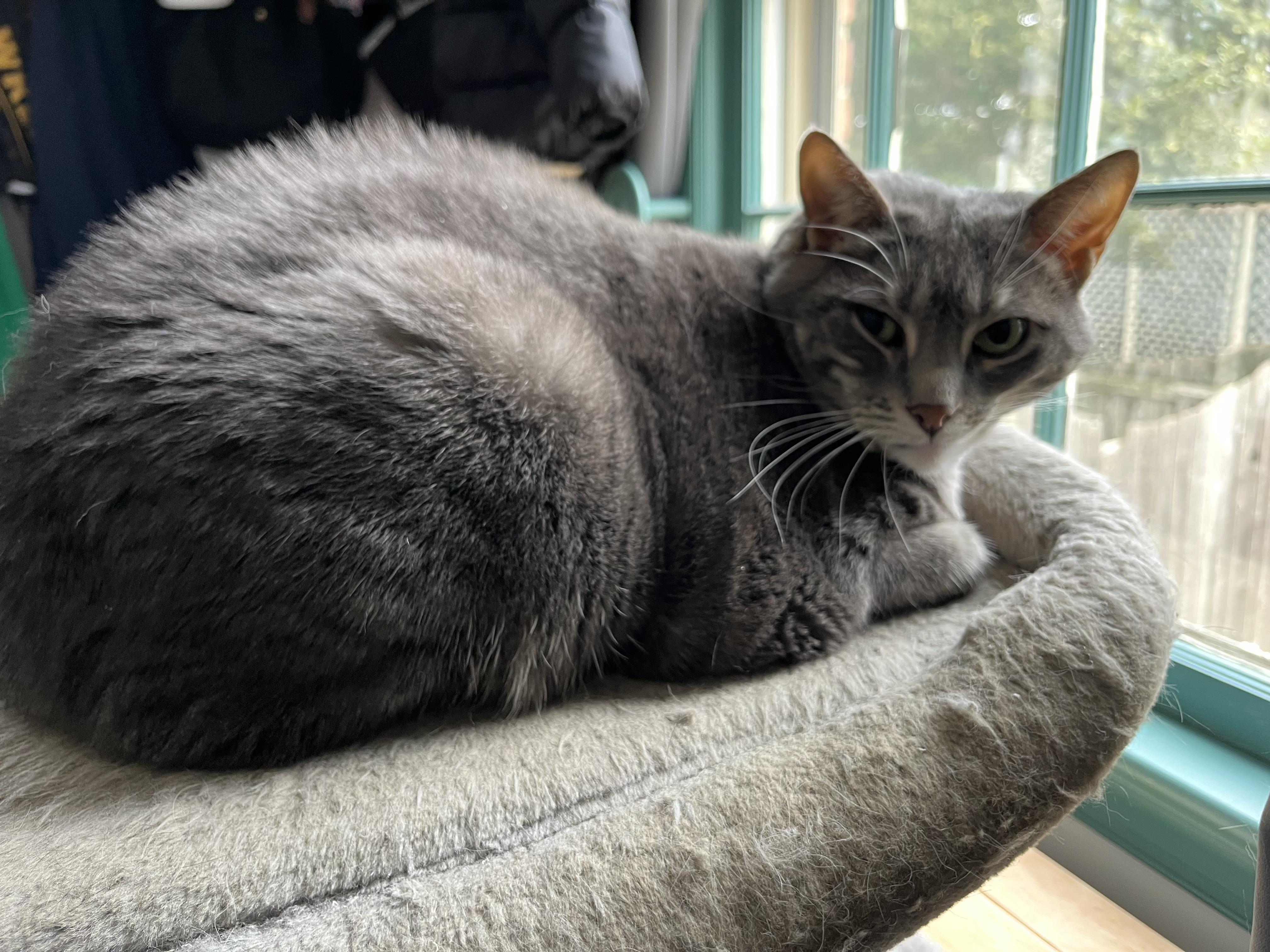 Enlarge Luna (courtesy post) , an adopted Domestic Short Hair in Turnersville, NJ image 1/1