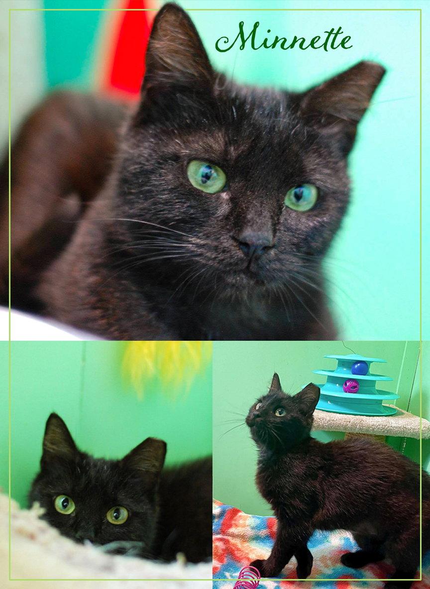 Enlarge Minnette, a Adoptable Domestic Short Hair in Flint Hill, VA image 1/3